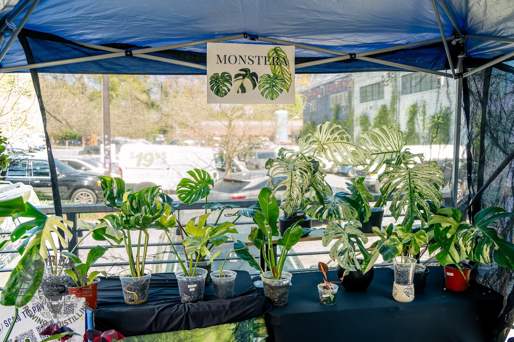 New Realm Brewing Co. Veggie Fest