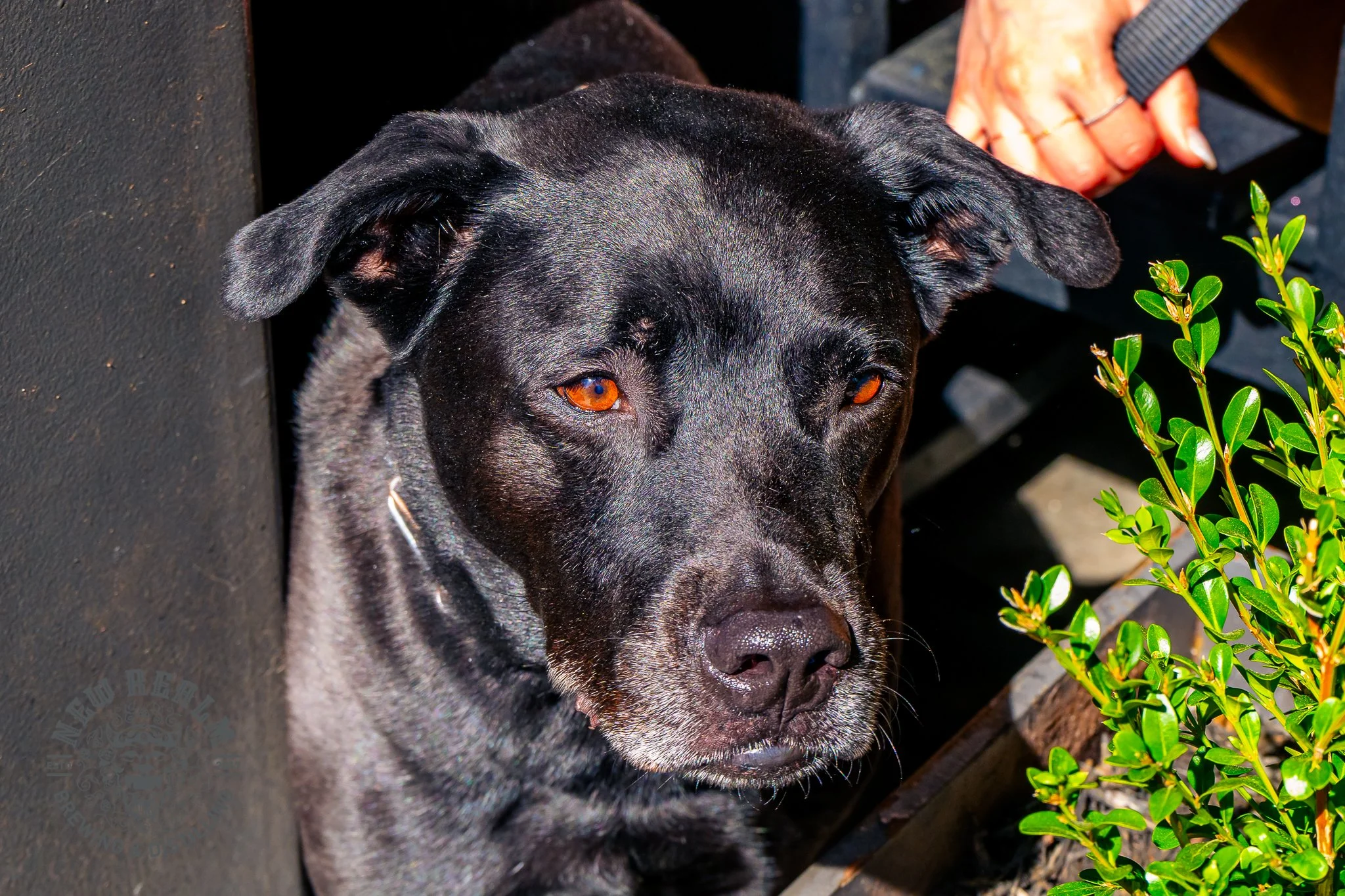 New Realm St. Patrick's Day 03-14-2026-124.jpg