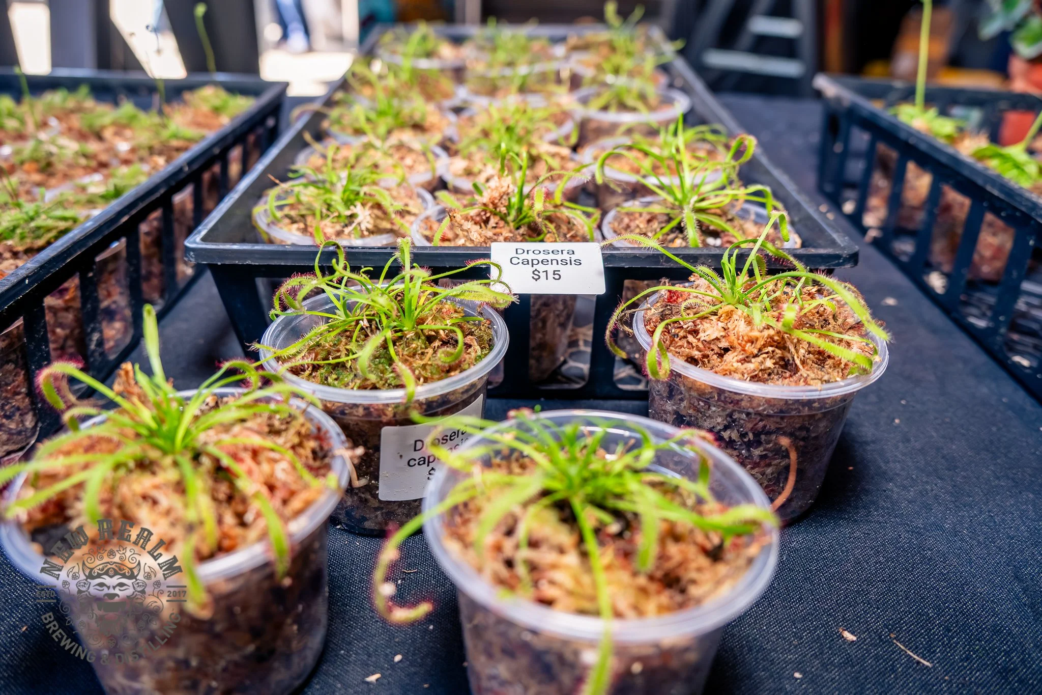 New Realm Veggie Plant Fest 03-28-2026-51.jpg