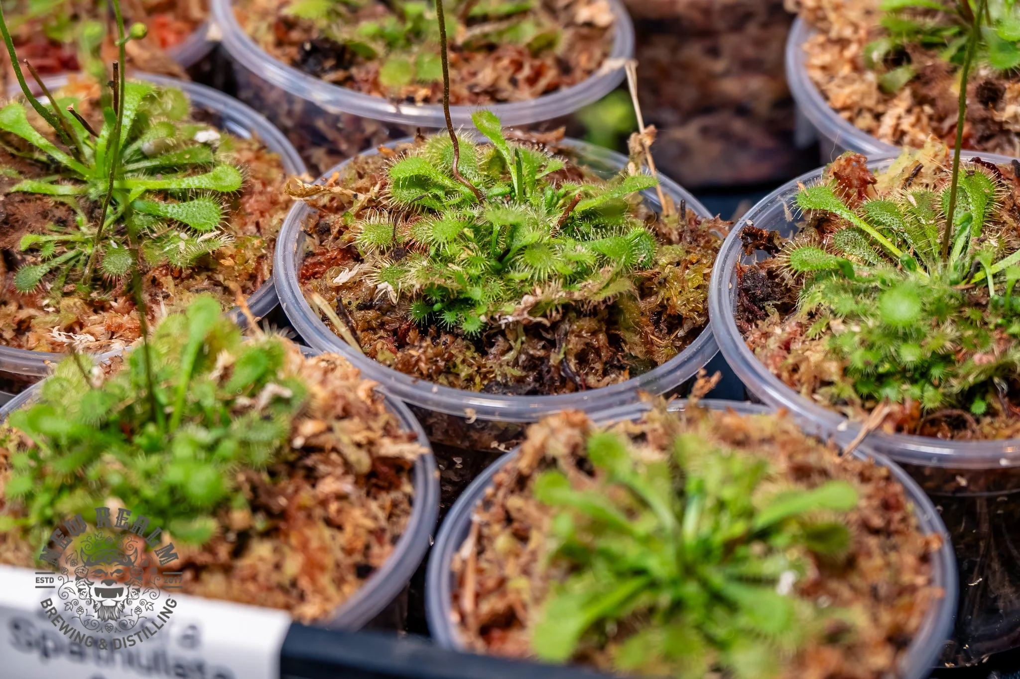 New Realm Veggie Plant Fest 03-28-2026-52.jpg