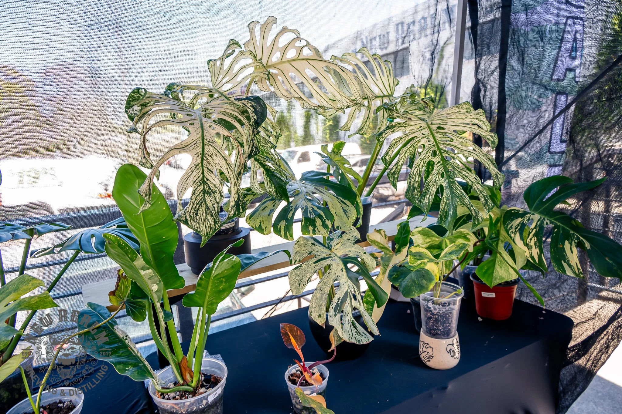 New Realm Veggie Plant Fest 03-28-2026-24.jpg