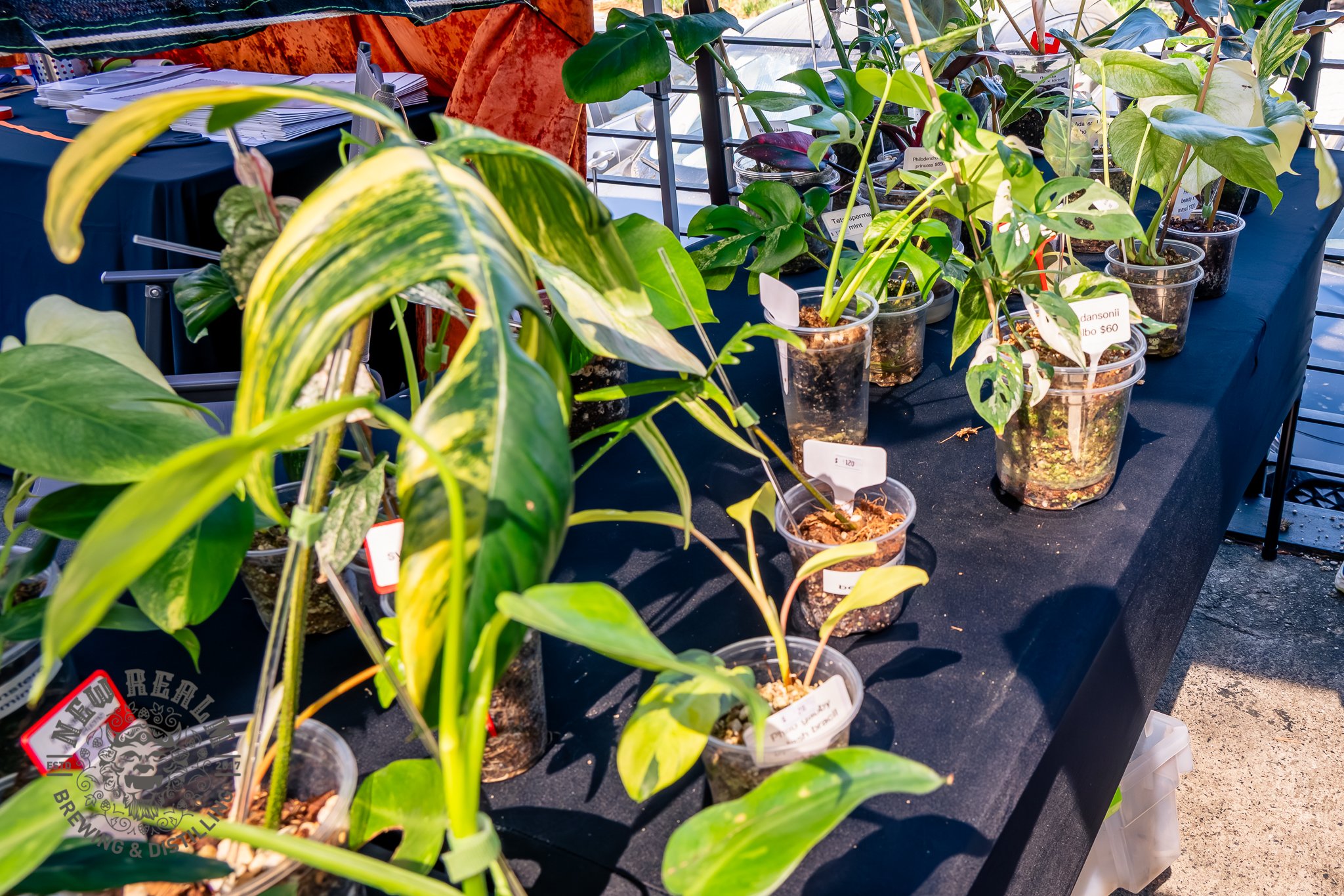 New Realm Veggie Plant Fest 03-28-2026-5.jpg