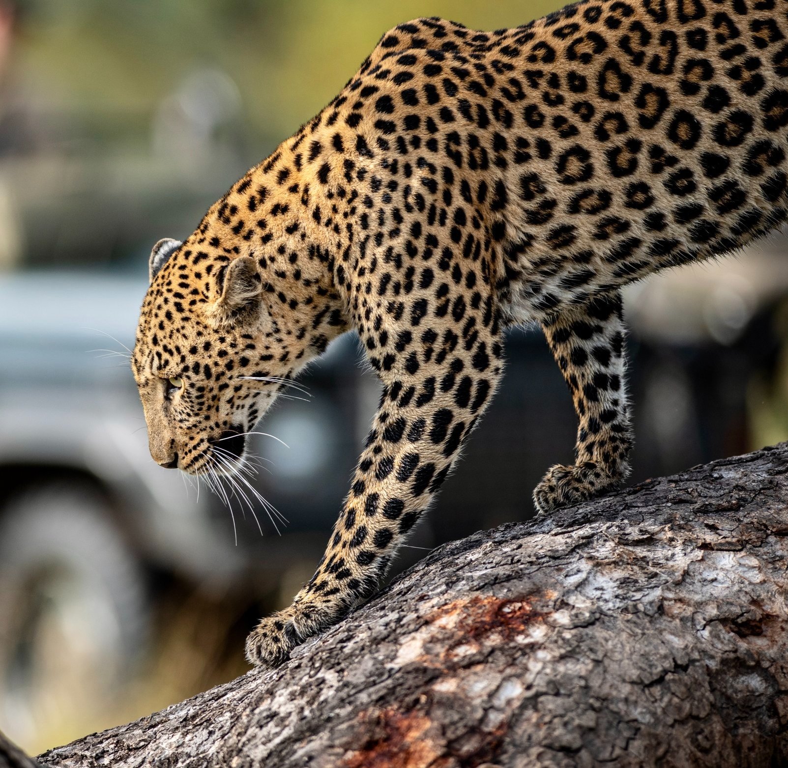 CT Ximungwe Female Leopard Land Rover.jpg