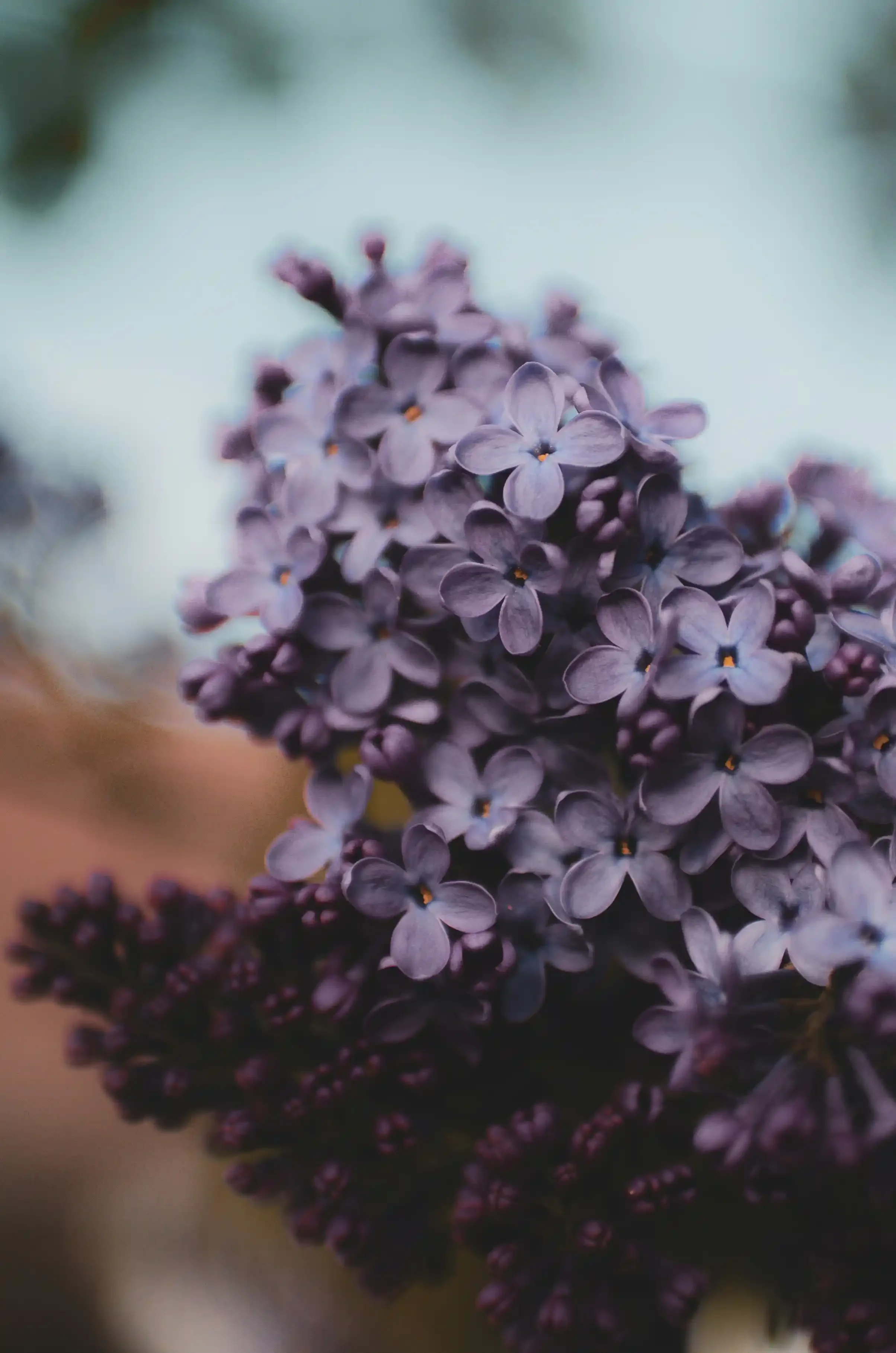assorted bouquet of purple flowers