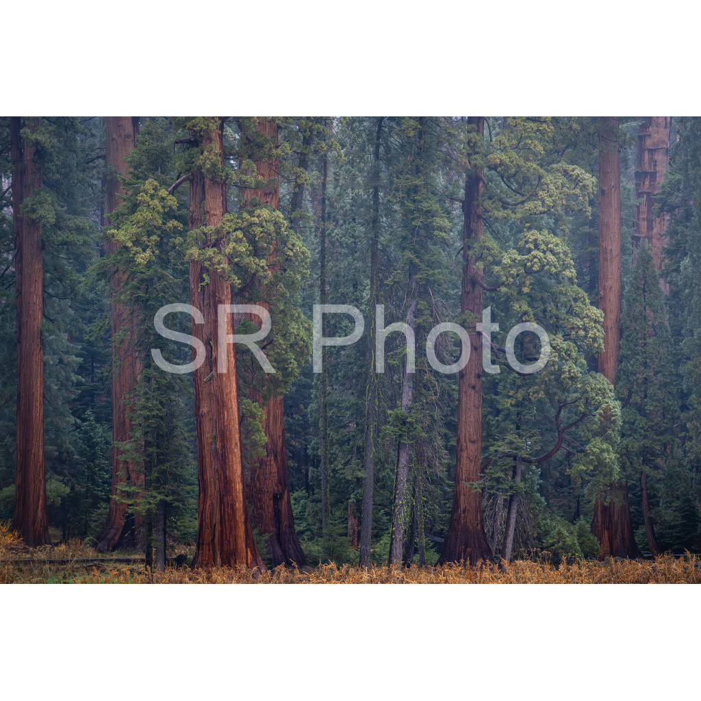 image_original_2a9e01941a9118ee54be6ff913bc1c6e.png
