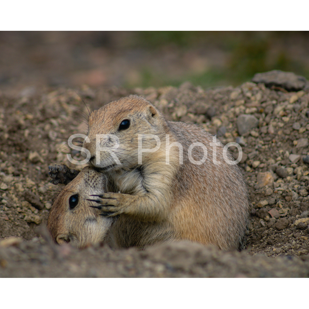 image_original_2a9e01941a9118ee54be6ff913bc1c6e.png