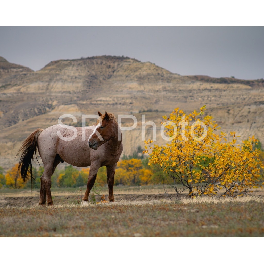 image_original_2a9e01941a9118ee54be6ff913bc1c6e.png