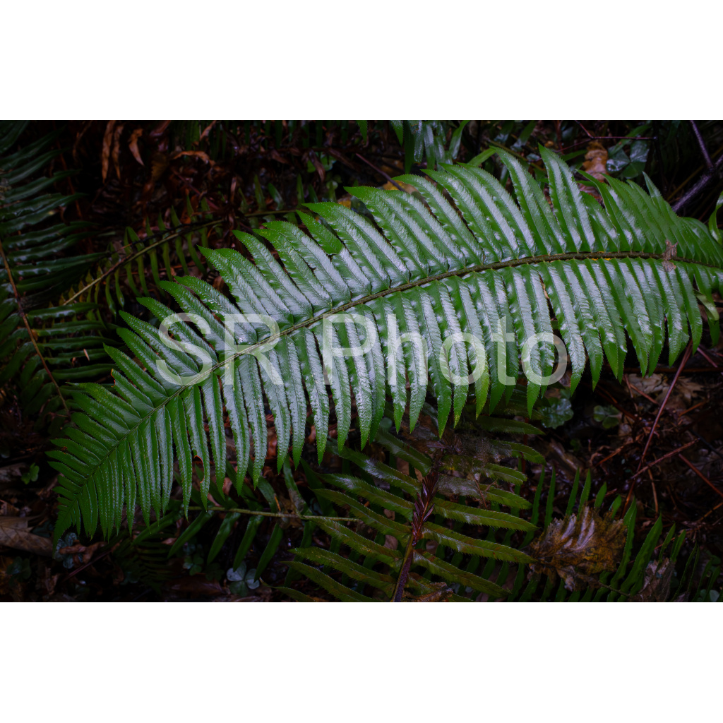 image_original_2a9e01941a9118ee54be6ff913bc1c6e.png