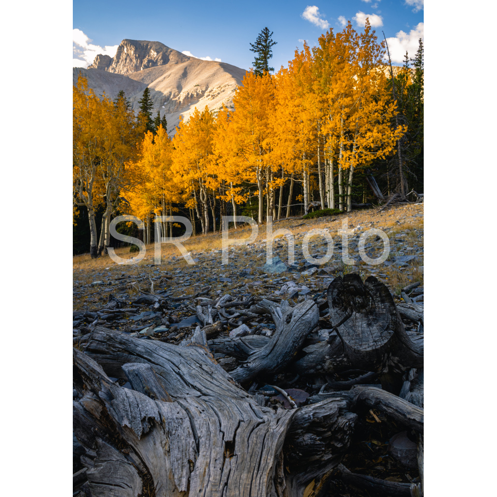image_original_2a9e01941a9118ee54be6ff913bc1c6e.png