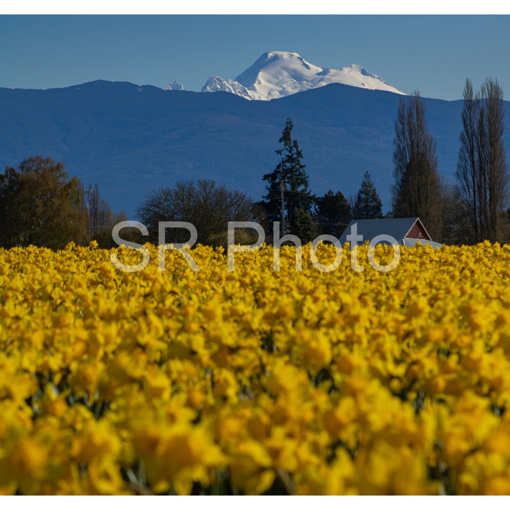 image_original_2a9e01941a9118ee54be6ff913bc1c6e.png