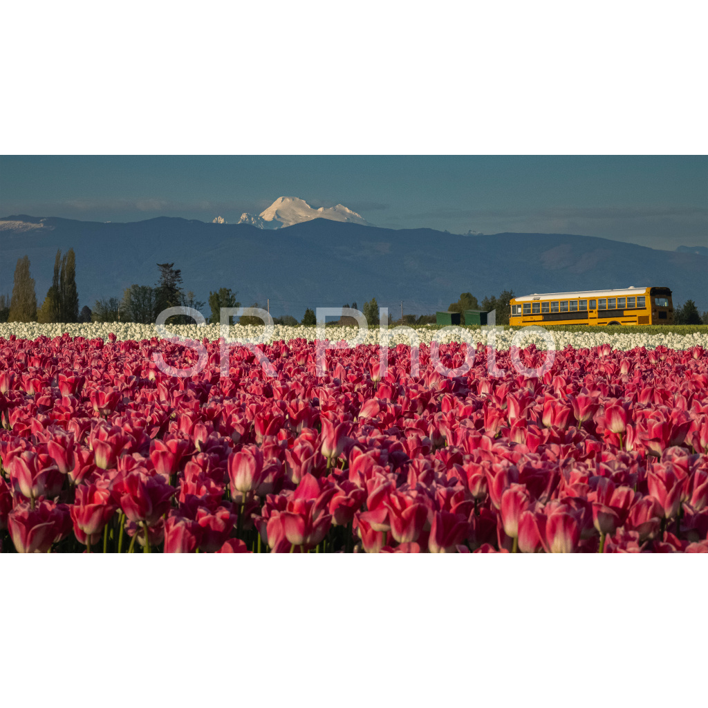 image_original_2a9e01941a9118ee54be6ff913bc1c6e.png
