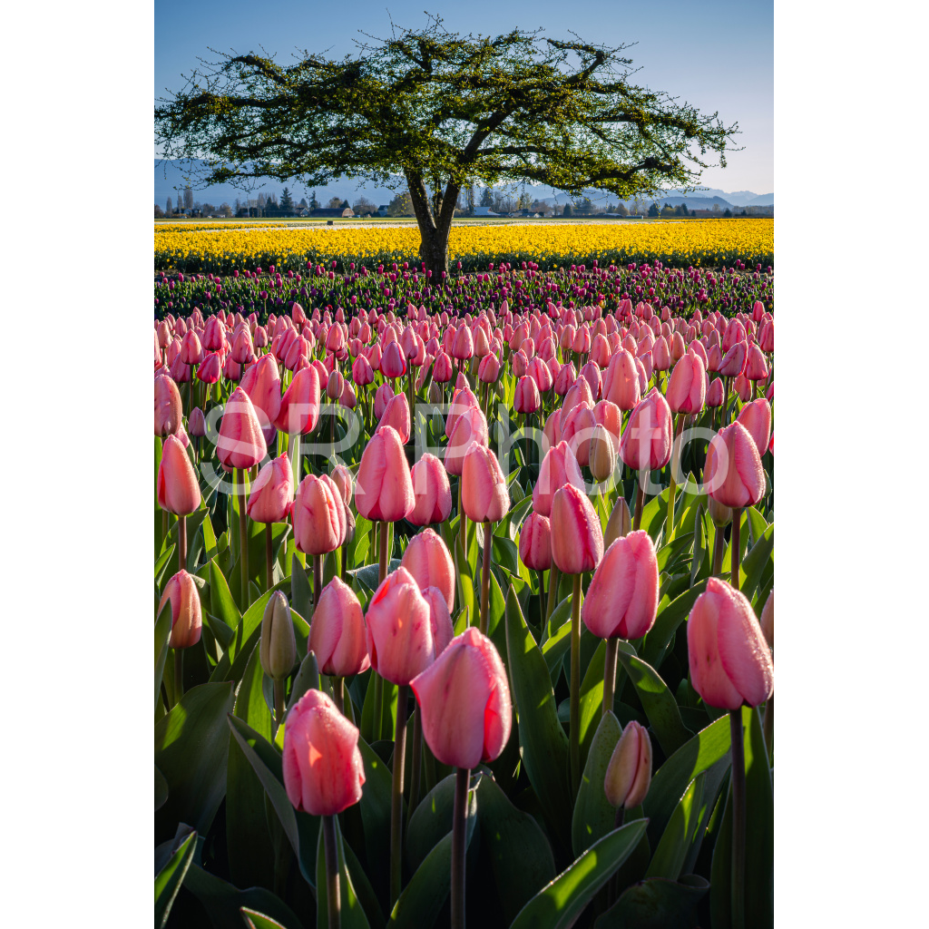 image_original_2a9e01941a9118ee54be6ff913bc1c6e.png