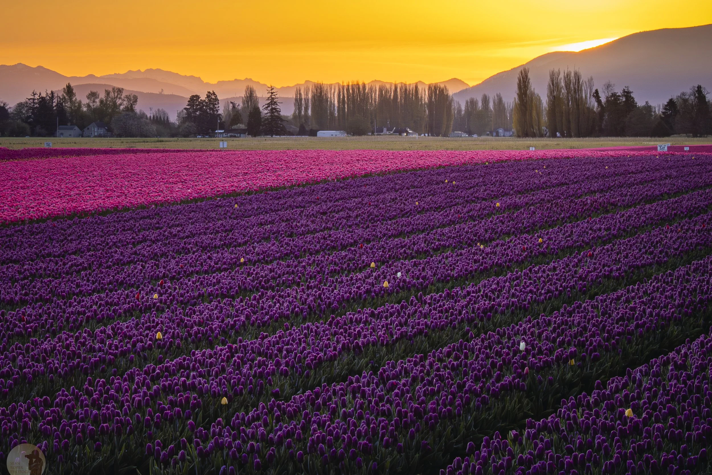 Skagit Tulips Sunrise Wide watermark.jpg