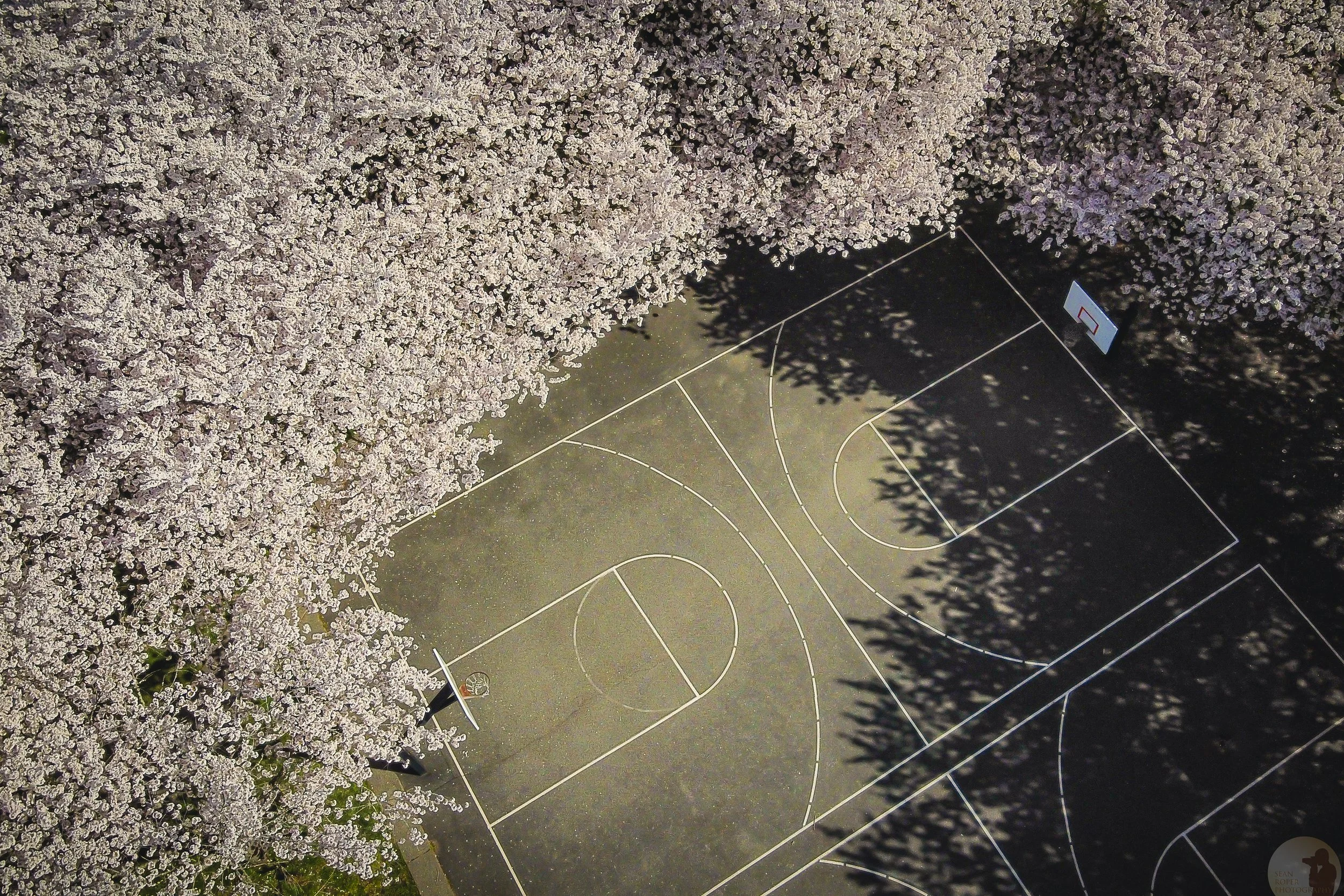 Cherry Blossoms at Wapato Hills Park. Tacoma, Washington