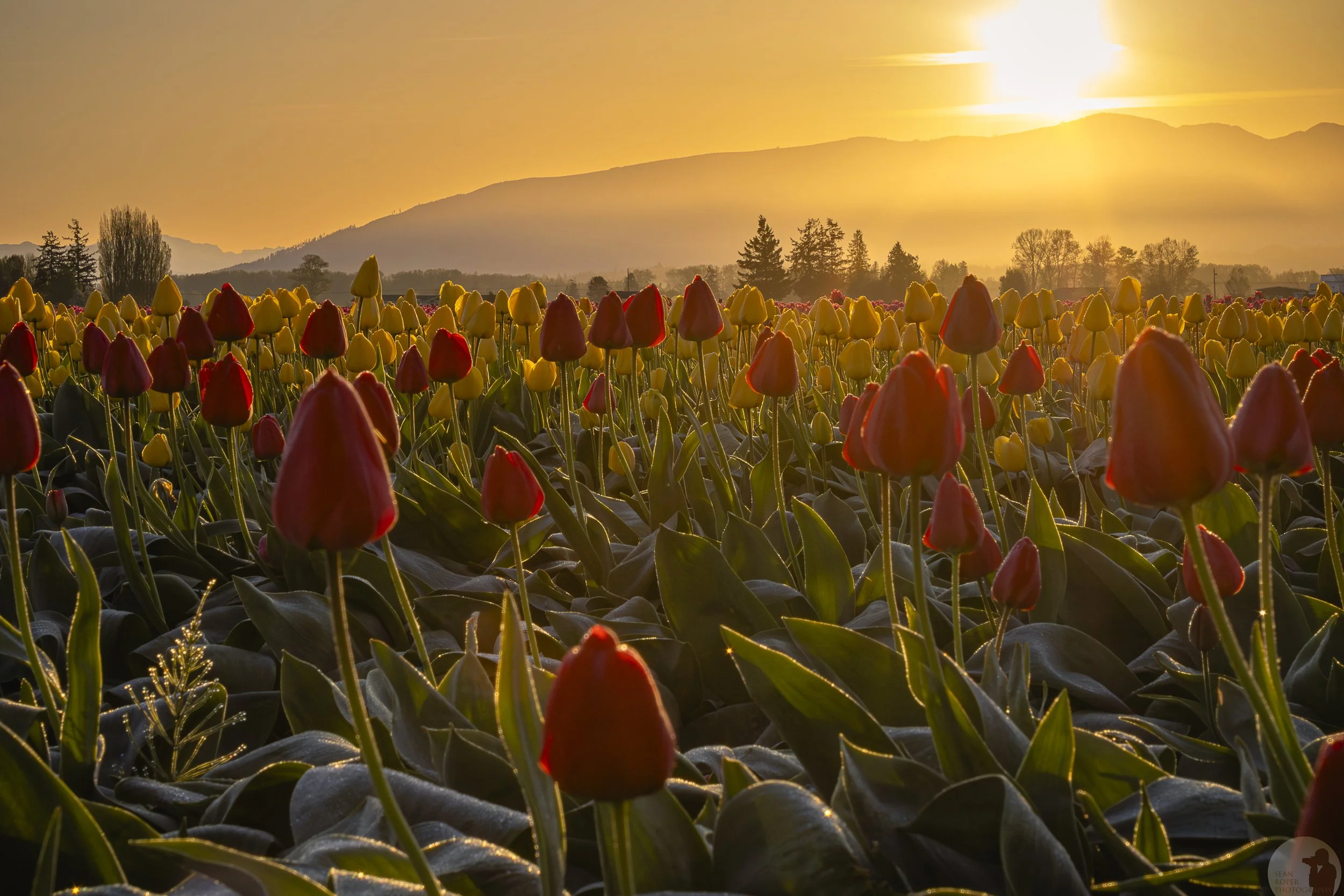 Tulip Field. Skagit Valley, Washington