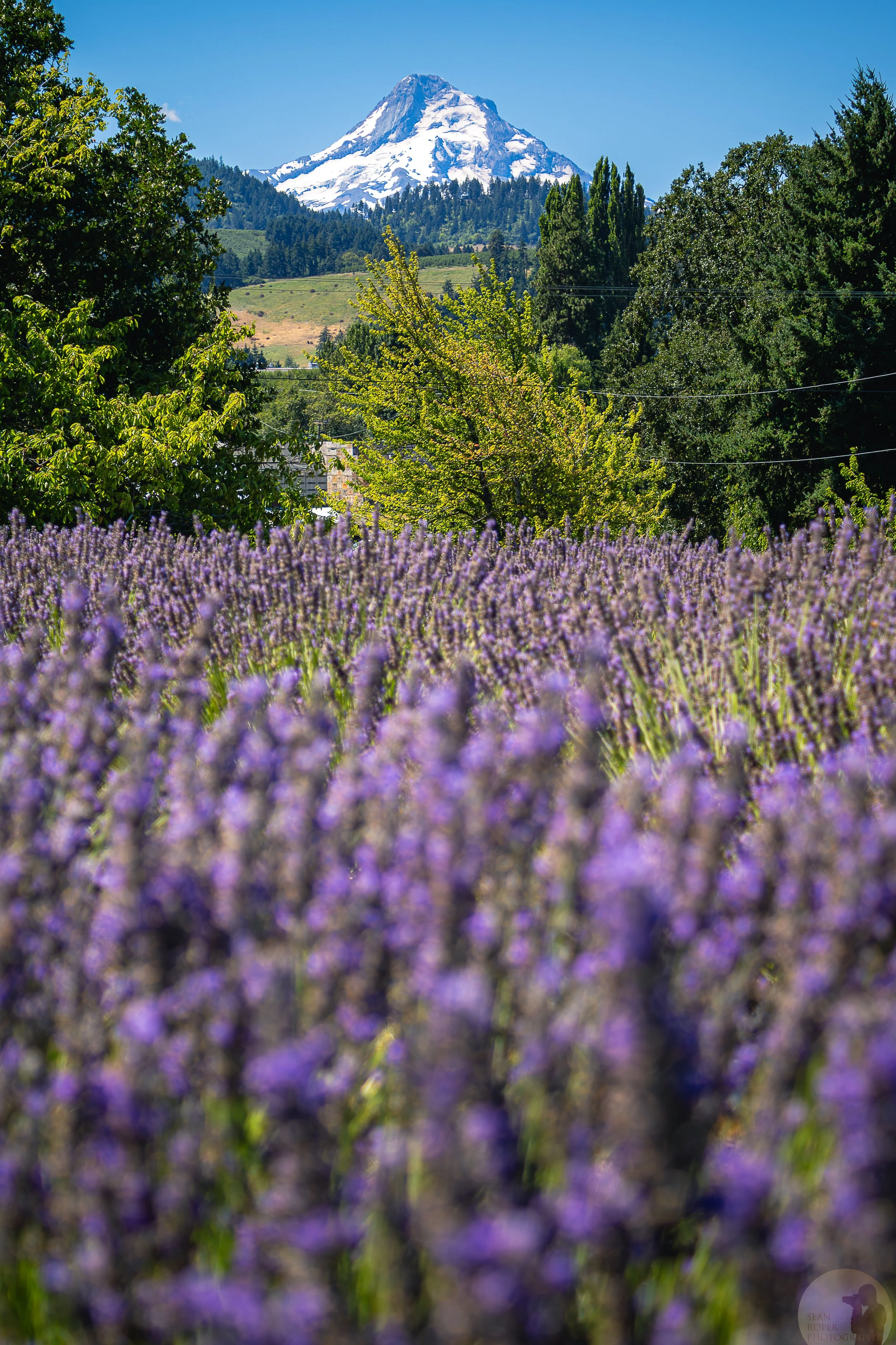 Mount Hood and lavender field, Oregon