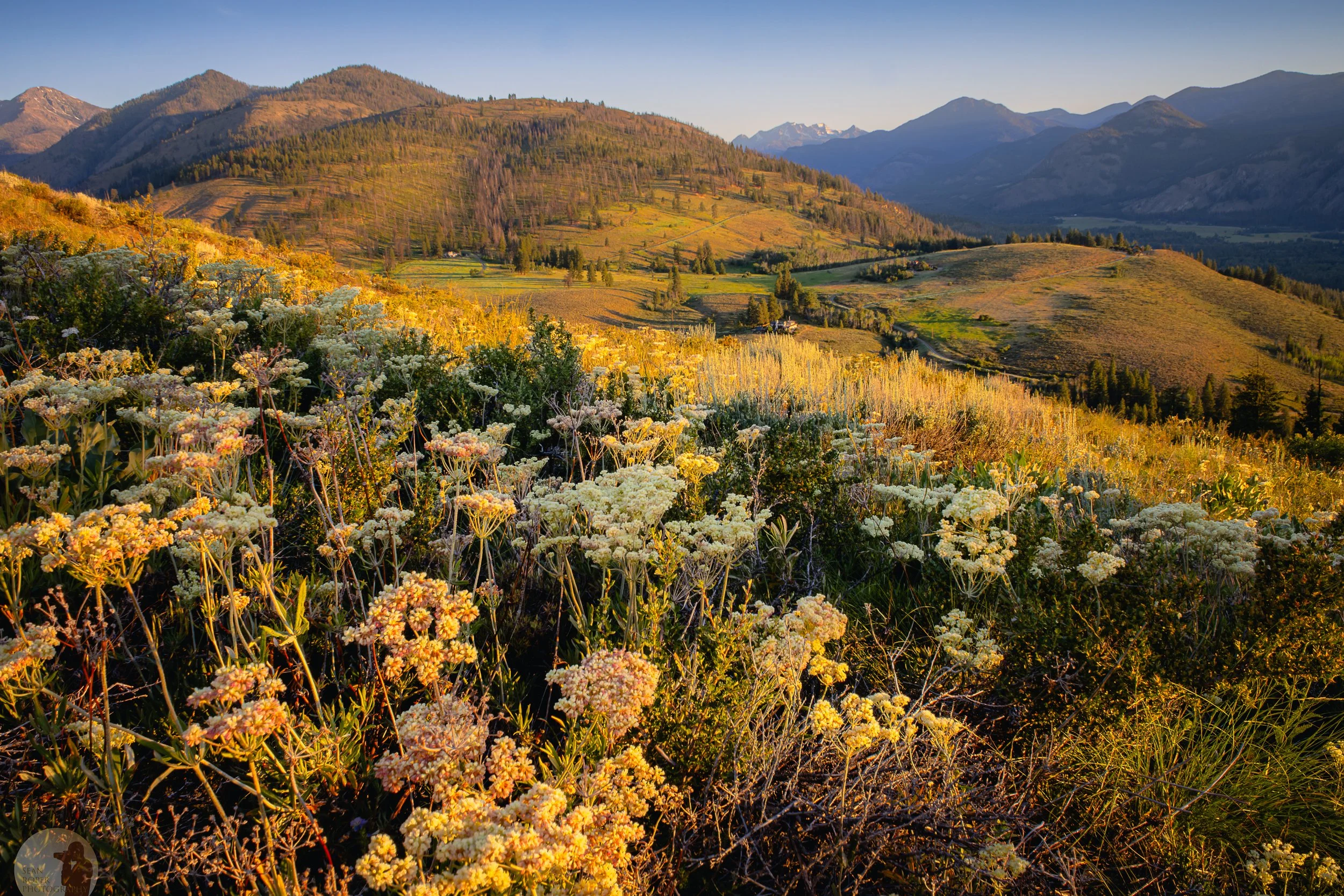 Wildflowers in Methow Valley