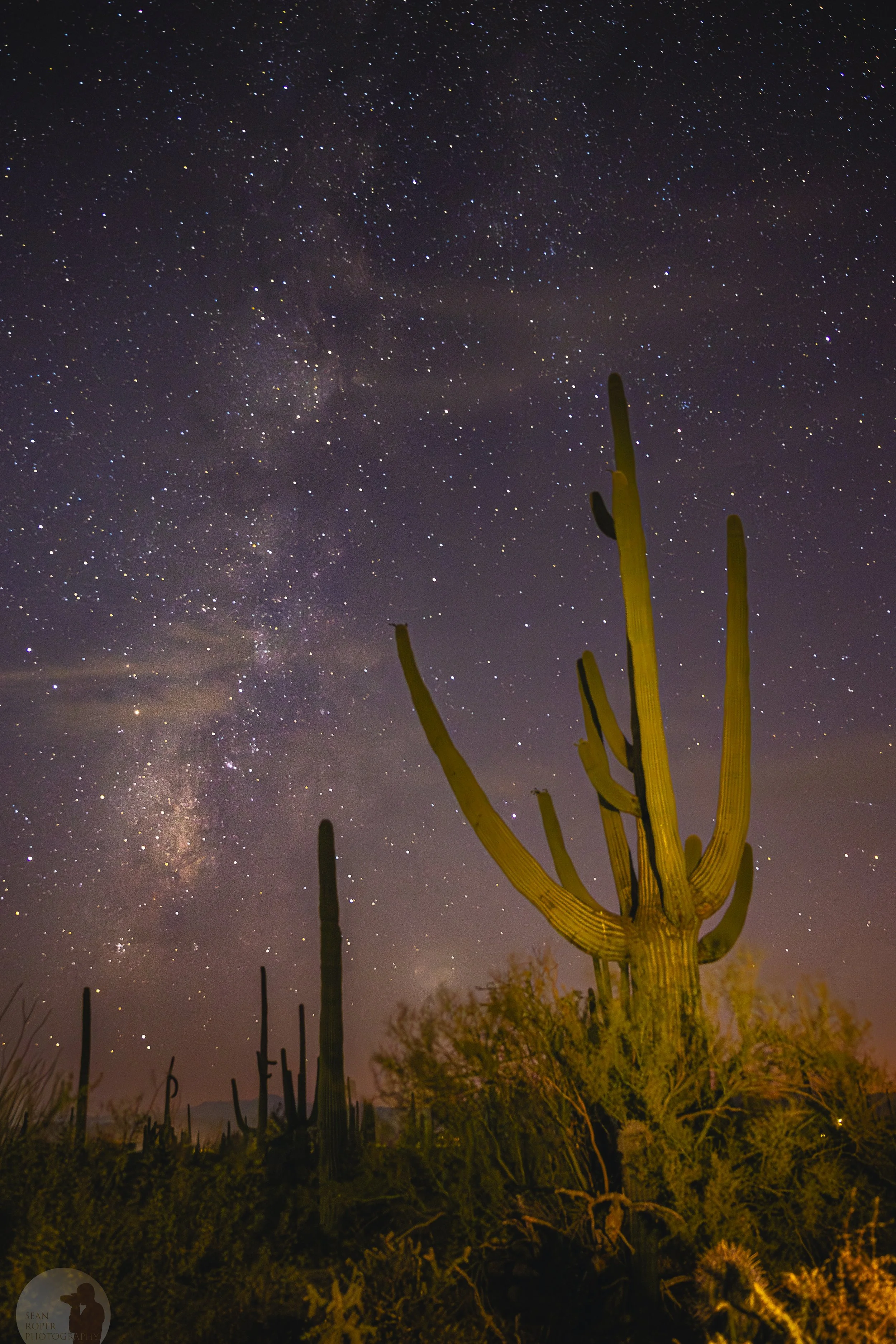 Saguaro MW watermark.jpg
