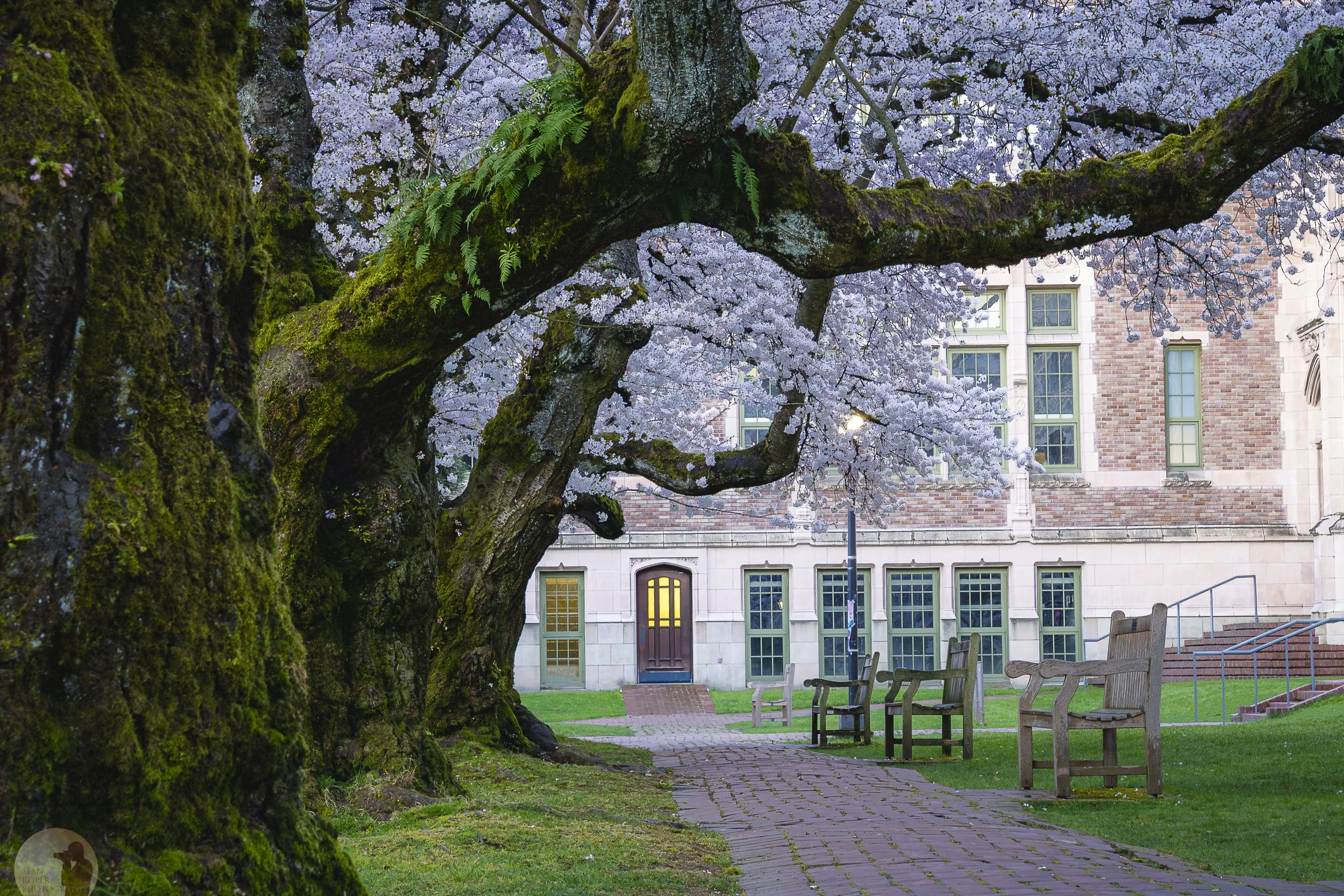 Cherry Blossoms at the University of Washington. Seattle,. Washington