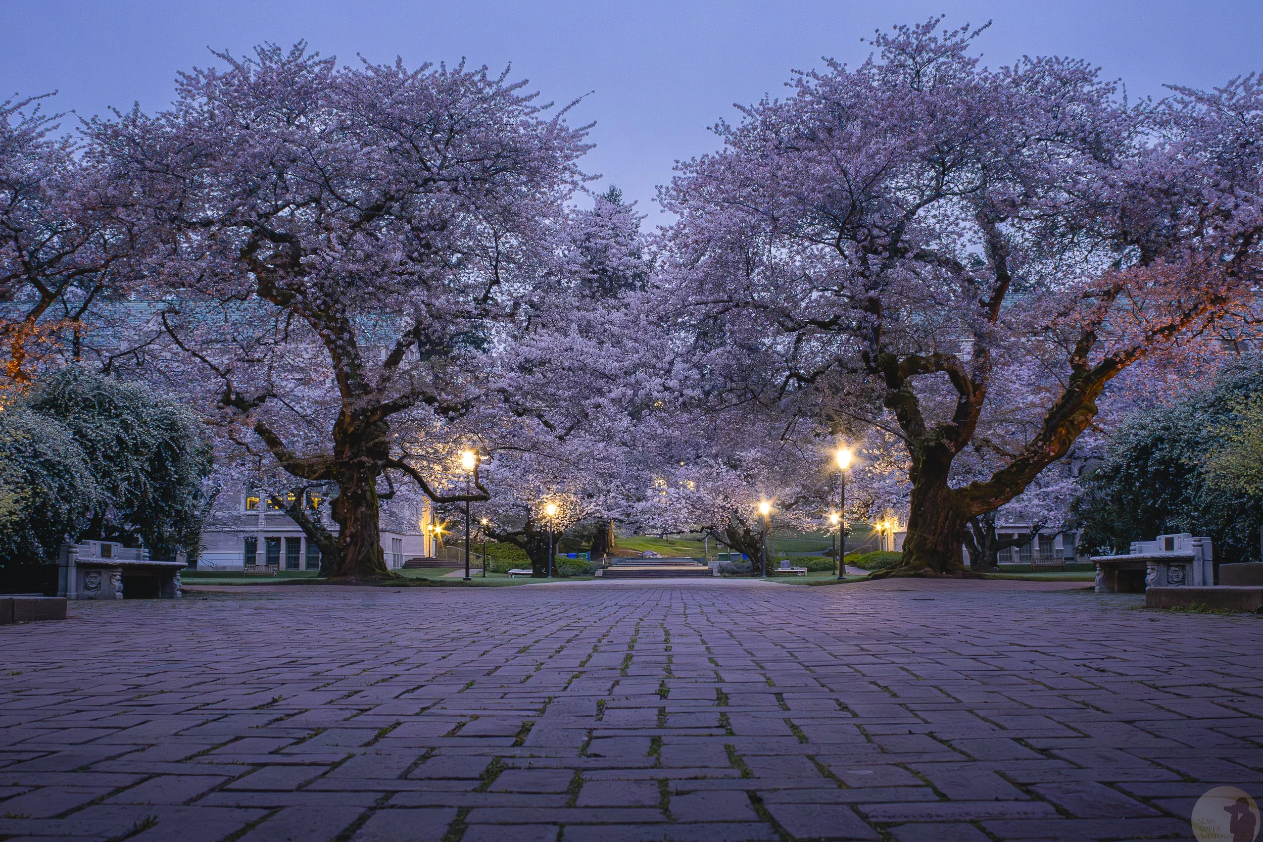 Cherry Blossoms at the University of Washington during blue hour. Seattle, Washington