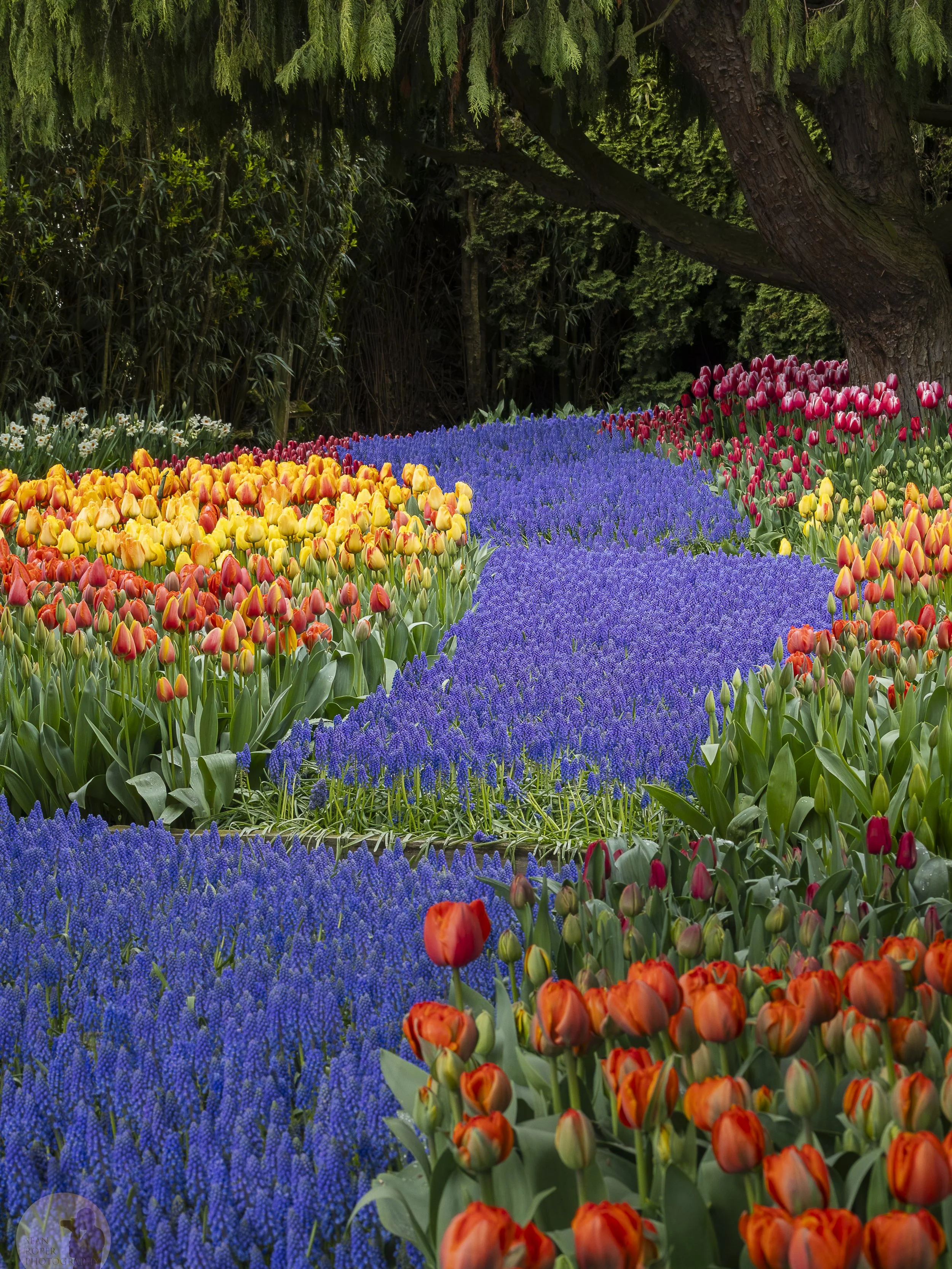 Tulip path. Skagit Valley, Washington