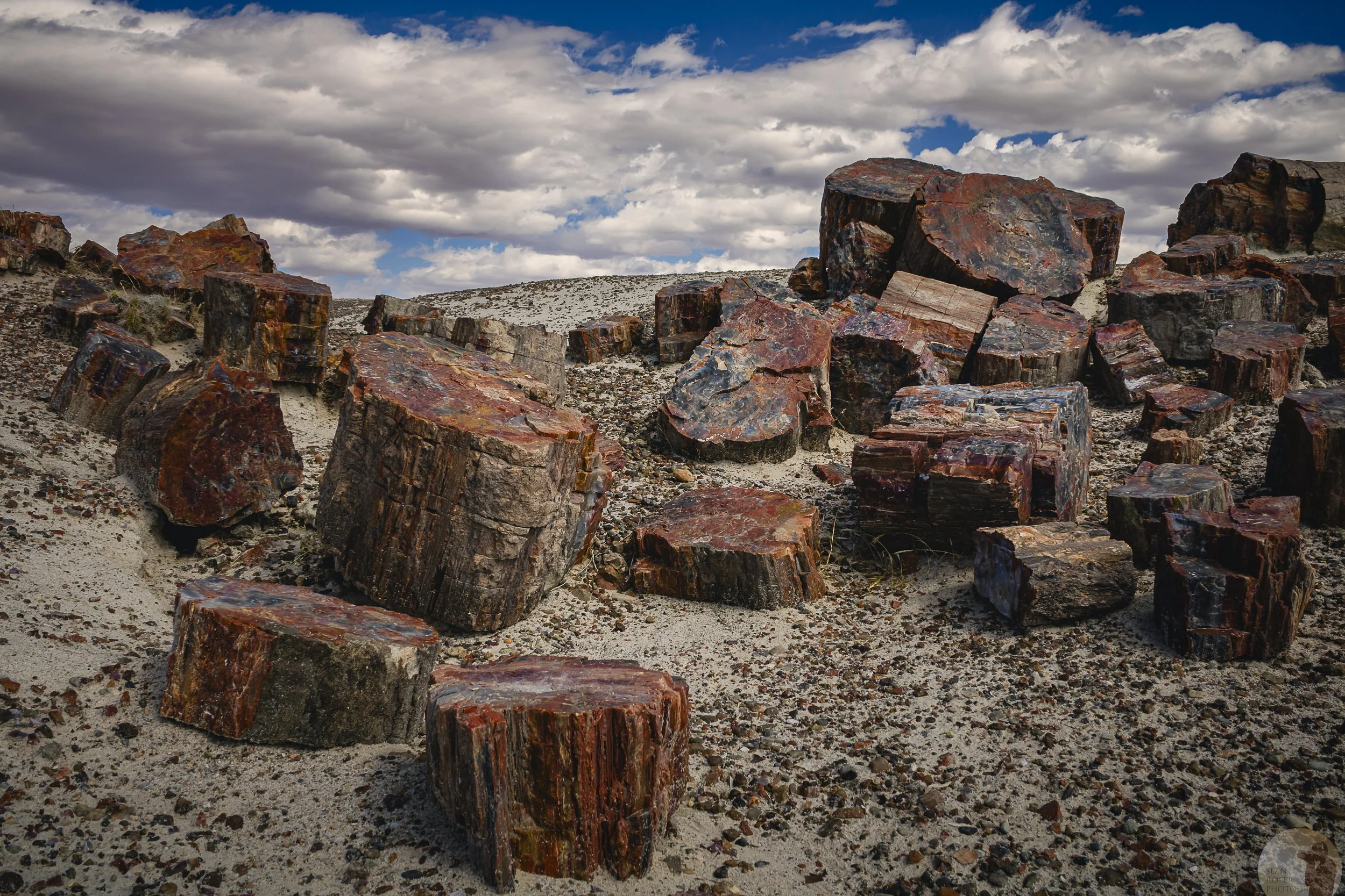 Petrified Forest watermark.jpg