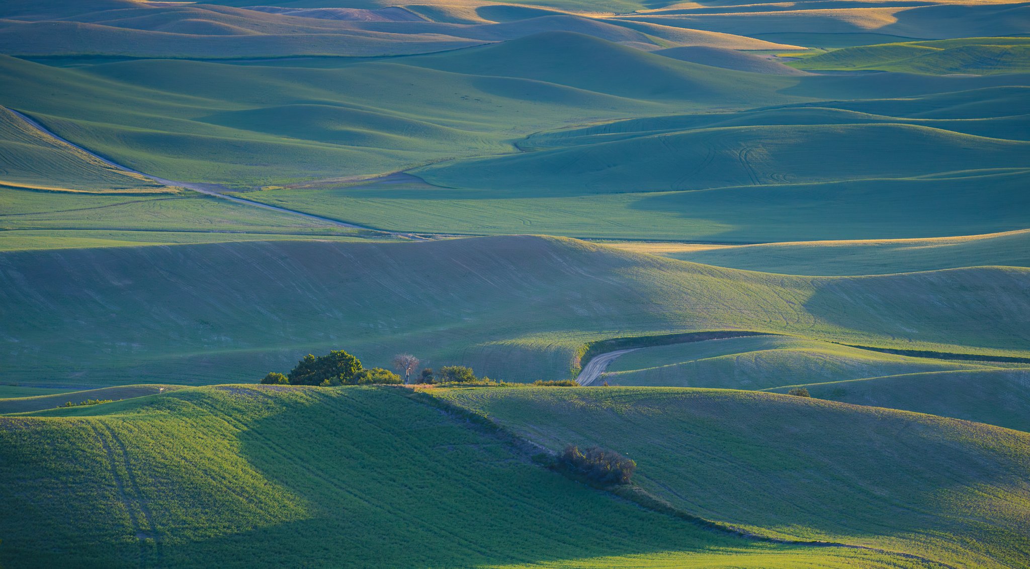 Steptoe Butte Field.jpg