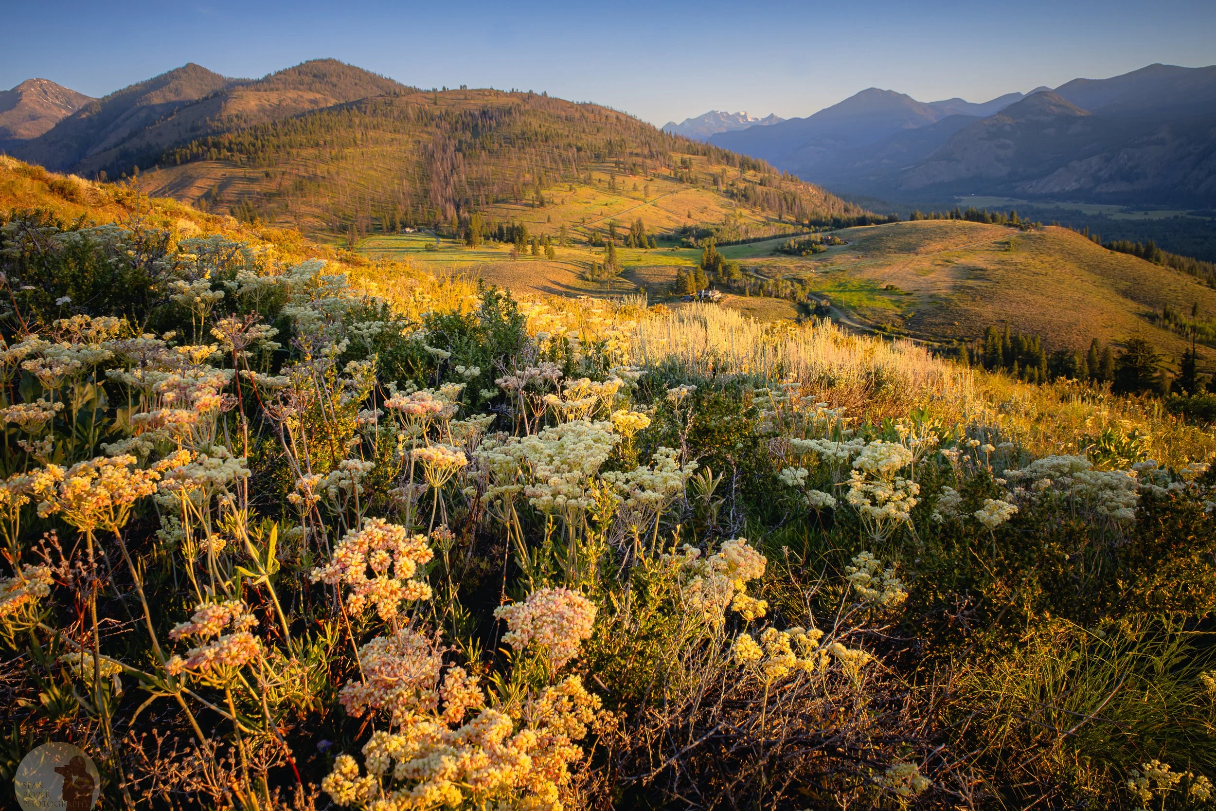 Methow Valley Flowers watermark.jpg