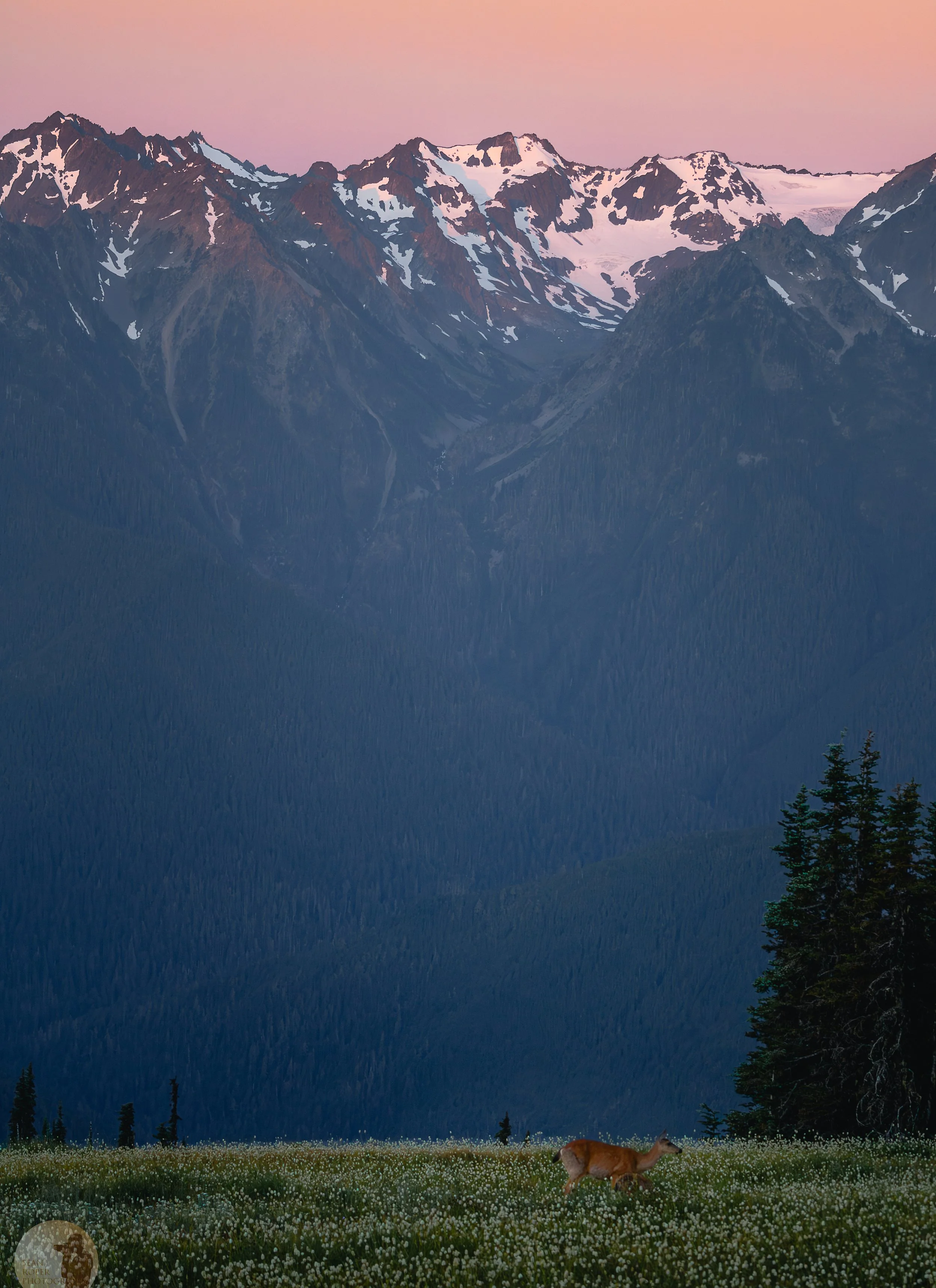 Hurricane Ridge Deer watermark.jpg