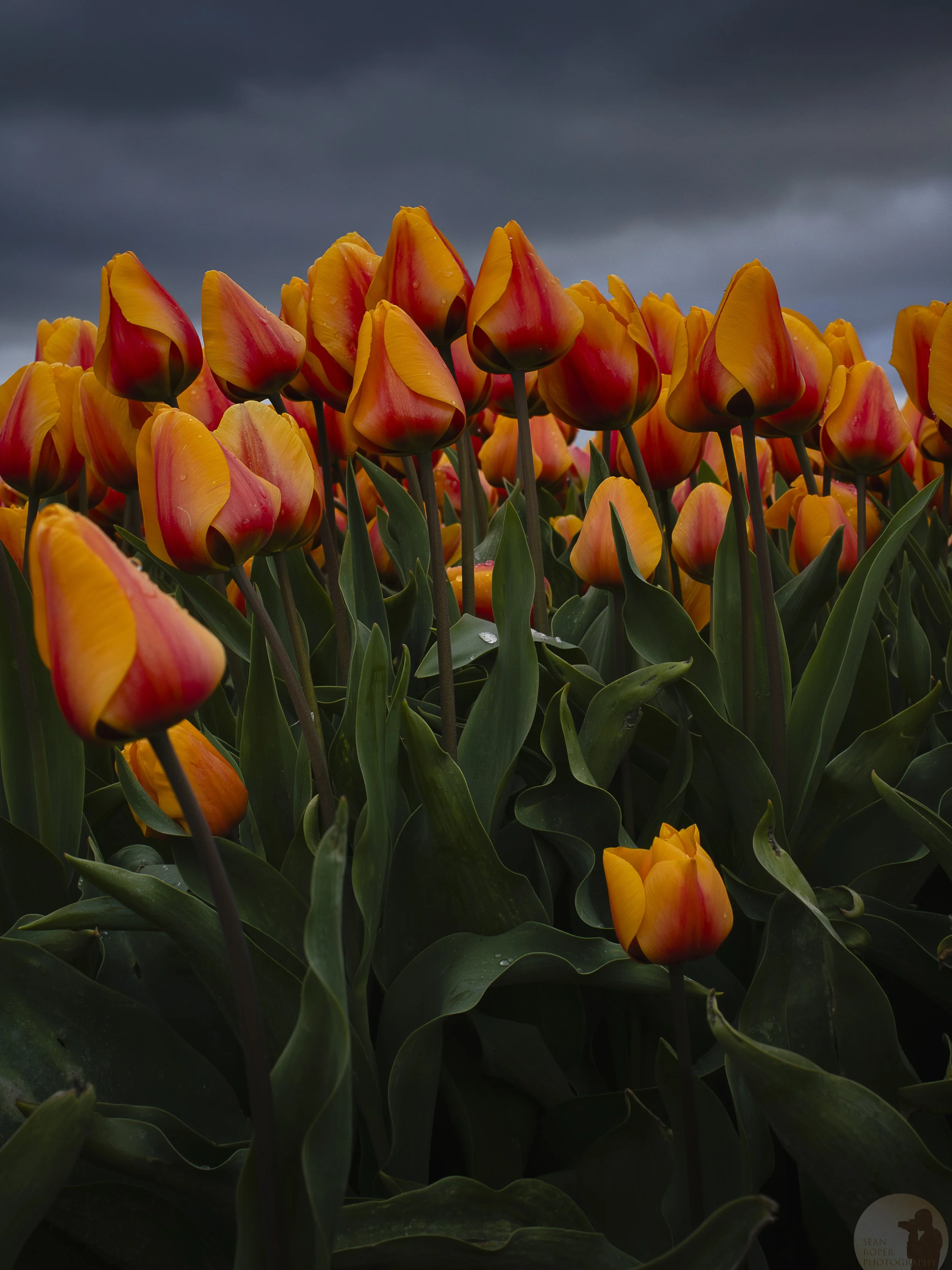 Tulip field. Skagit Valley, Washington