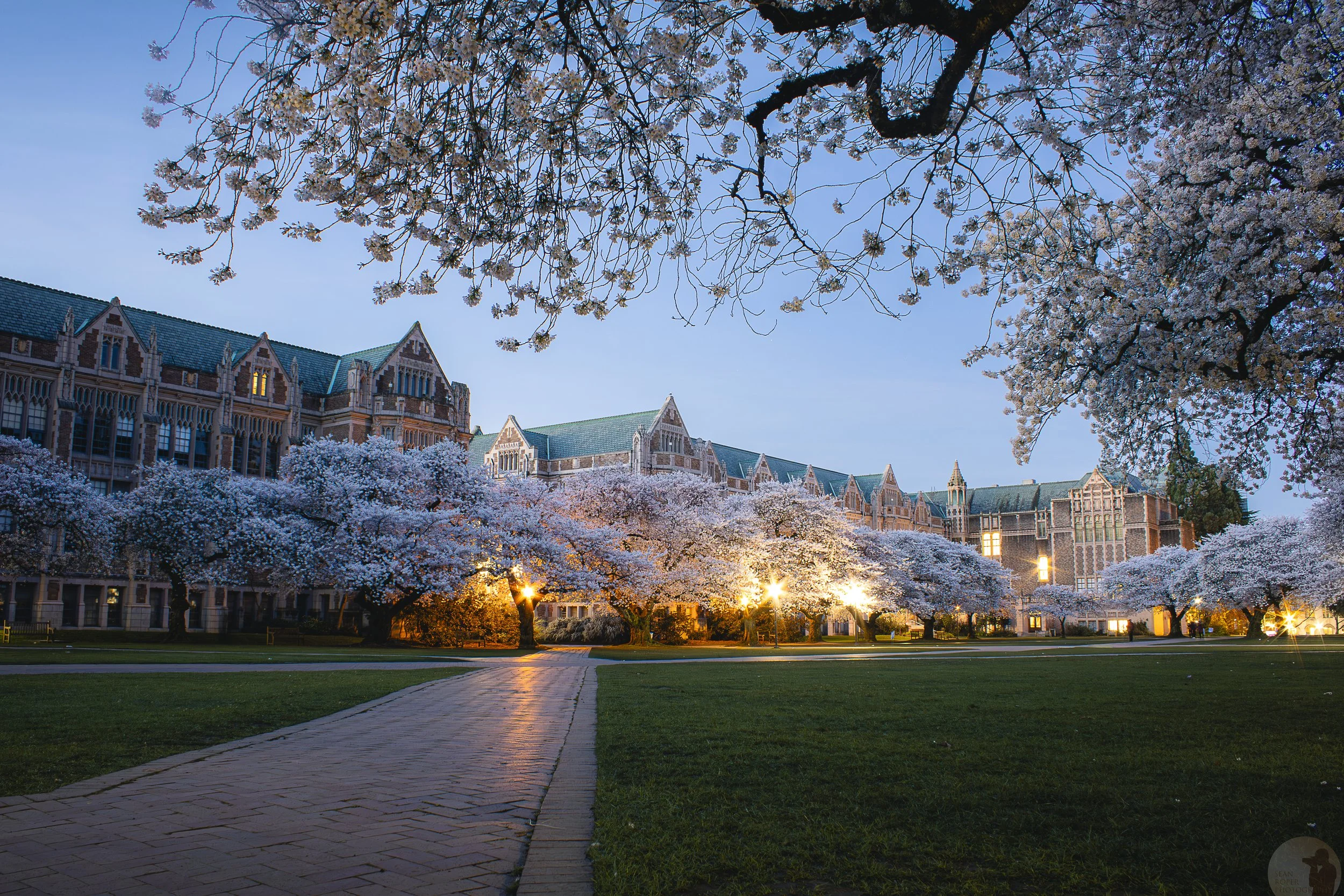 Cherry Blossoms at the University of Washington during blue hour. Seattle, Washington
