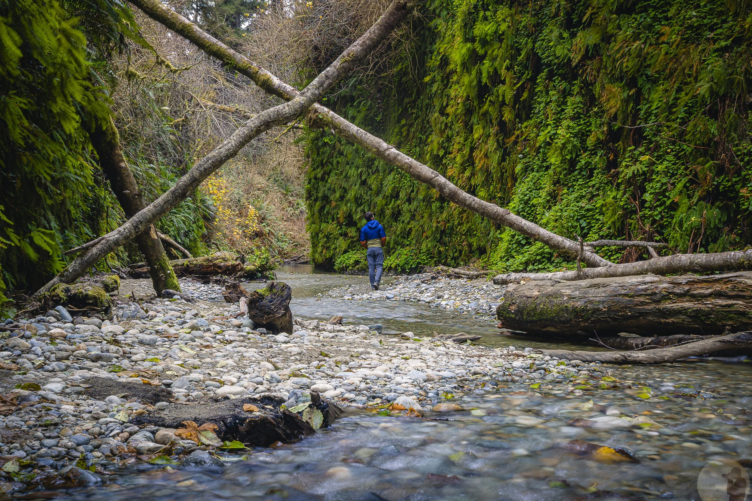 Fern Canyon watermark.jpg