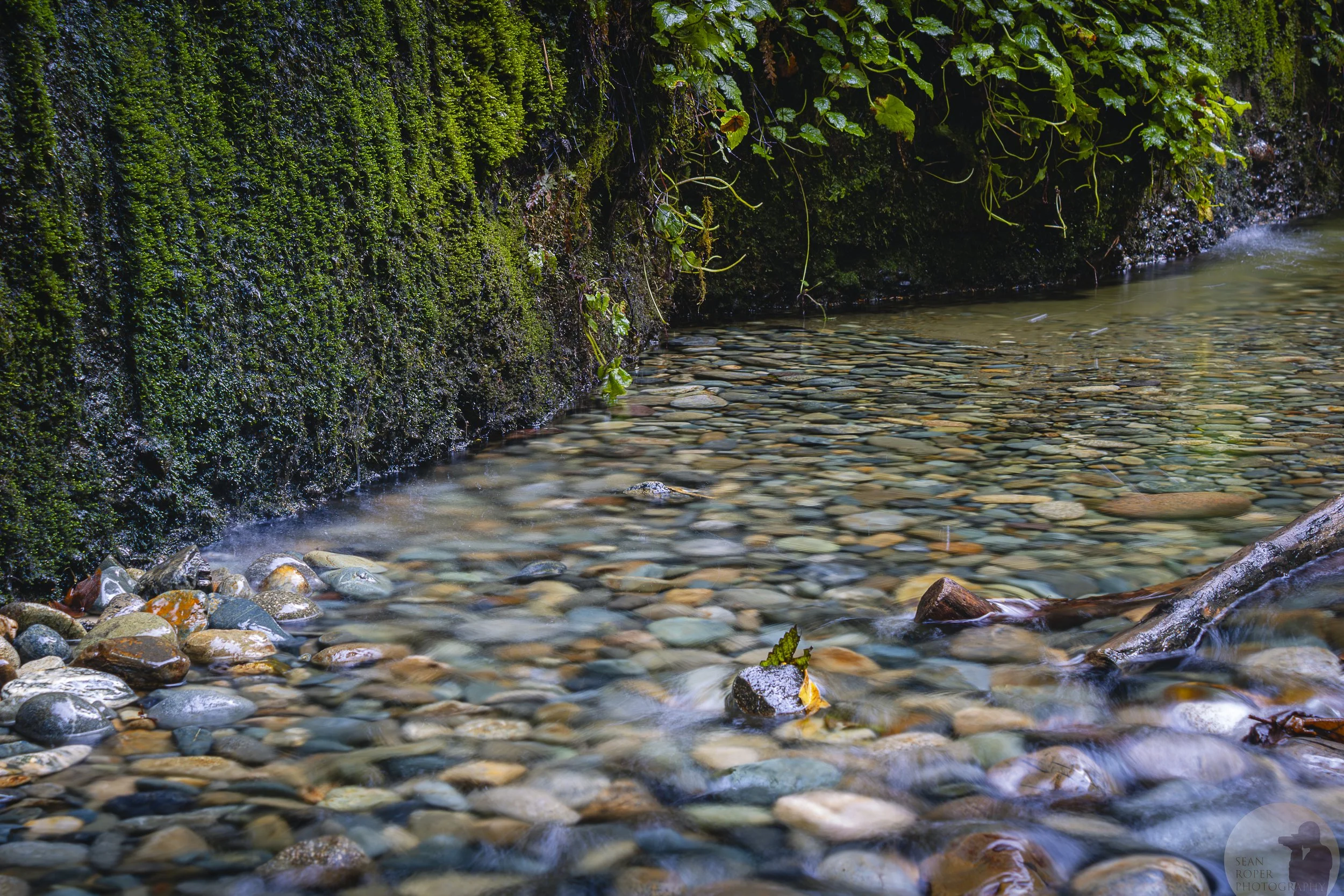 Fern Canyon water watermark.jpg