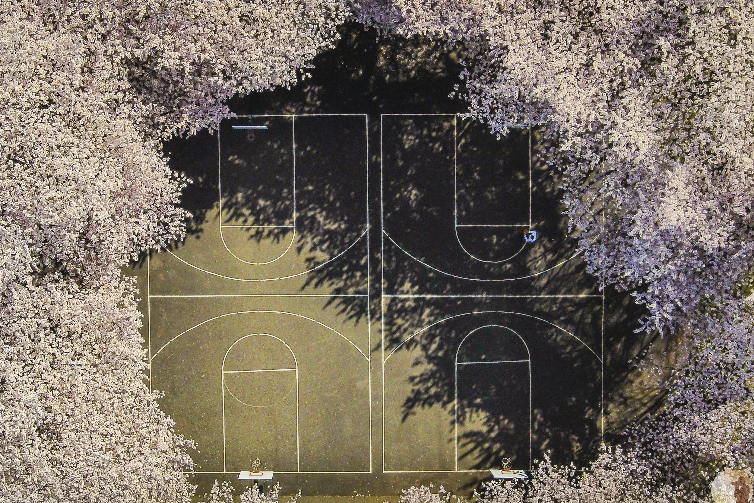 Cherry Blossoms at Wapato Hills Park. Tacoma, Washington