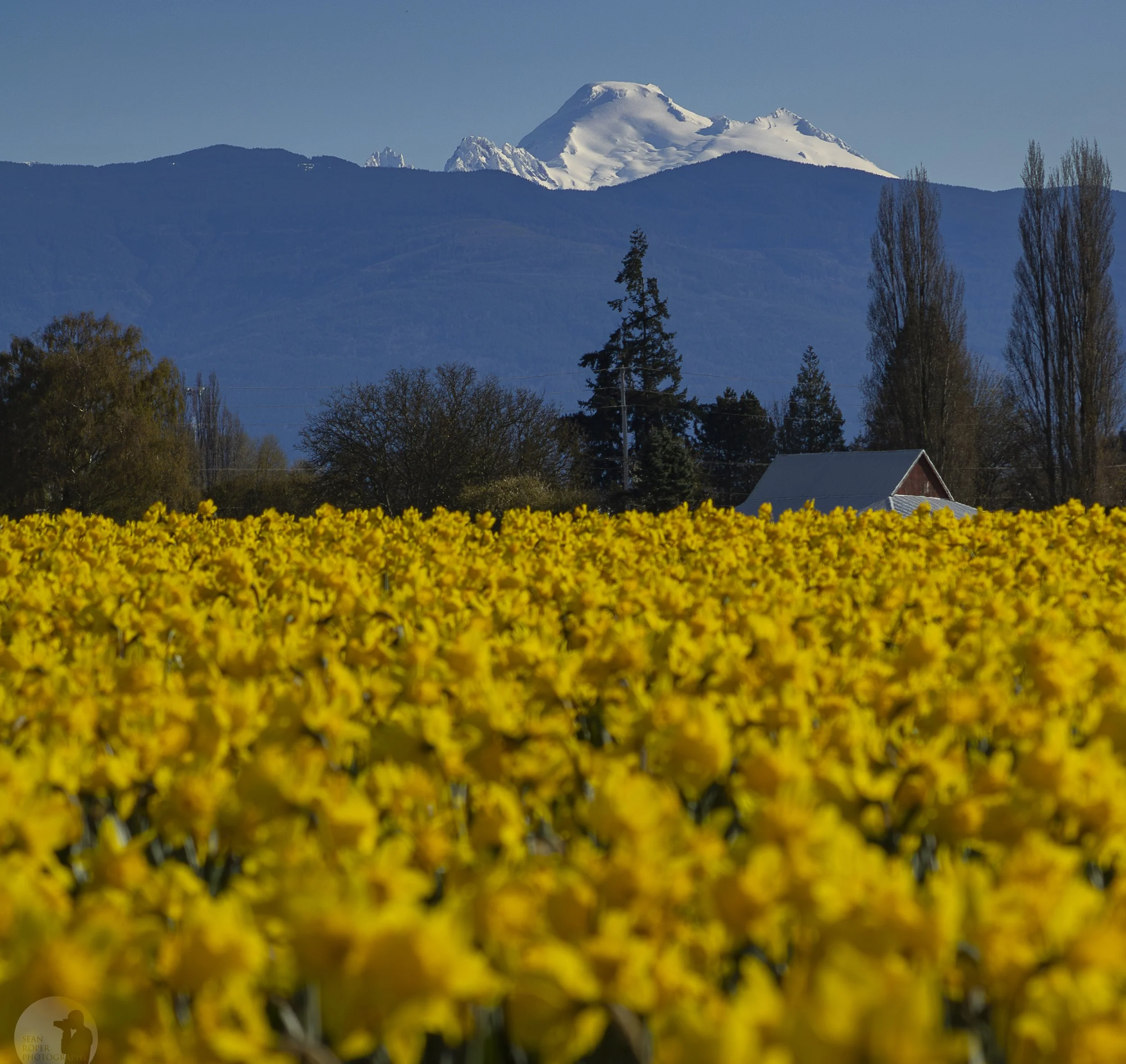 Daffodil field and Mount Baker. Skagit Valley, Washington