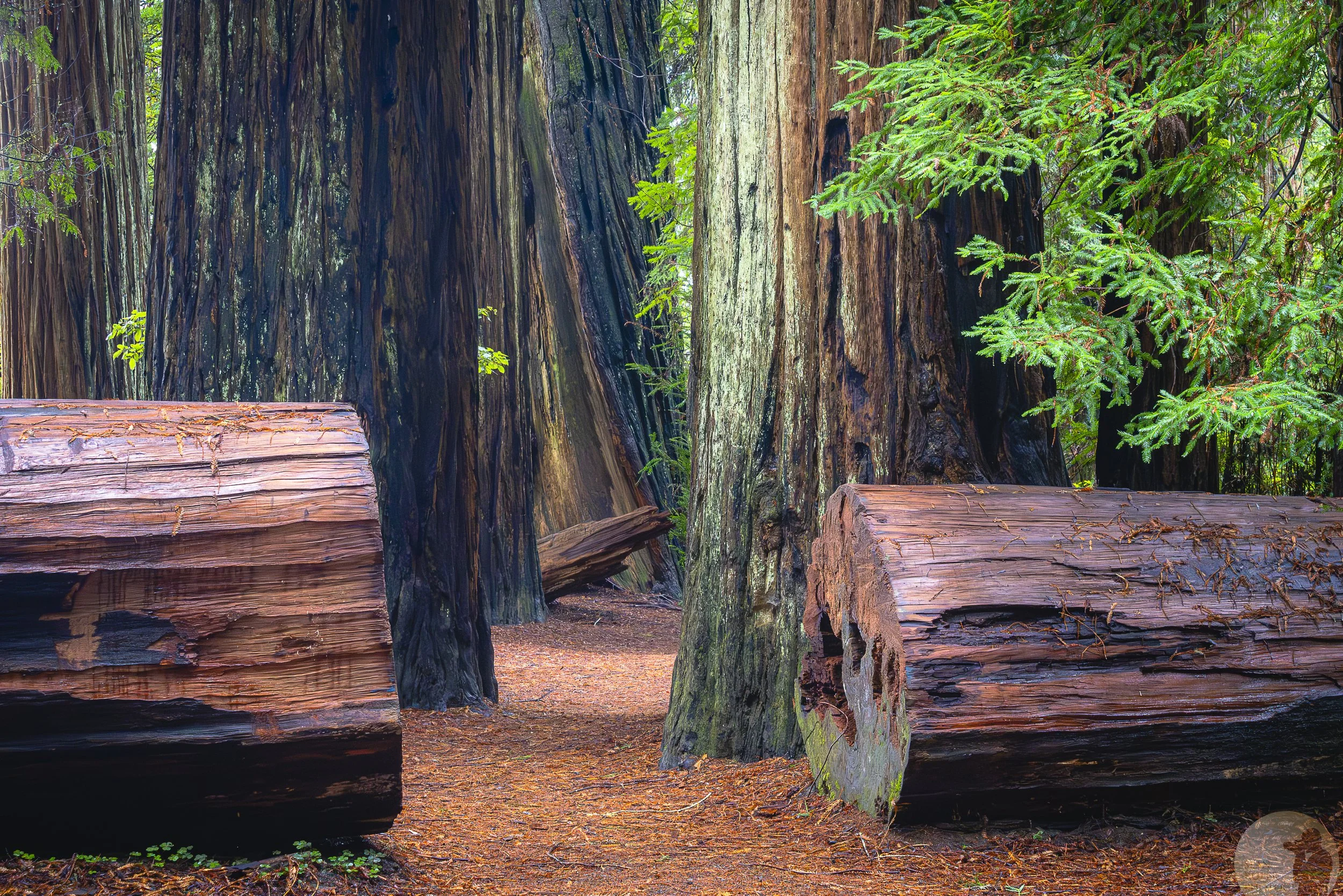 Redwood trunks watermark.jpg