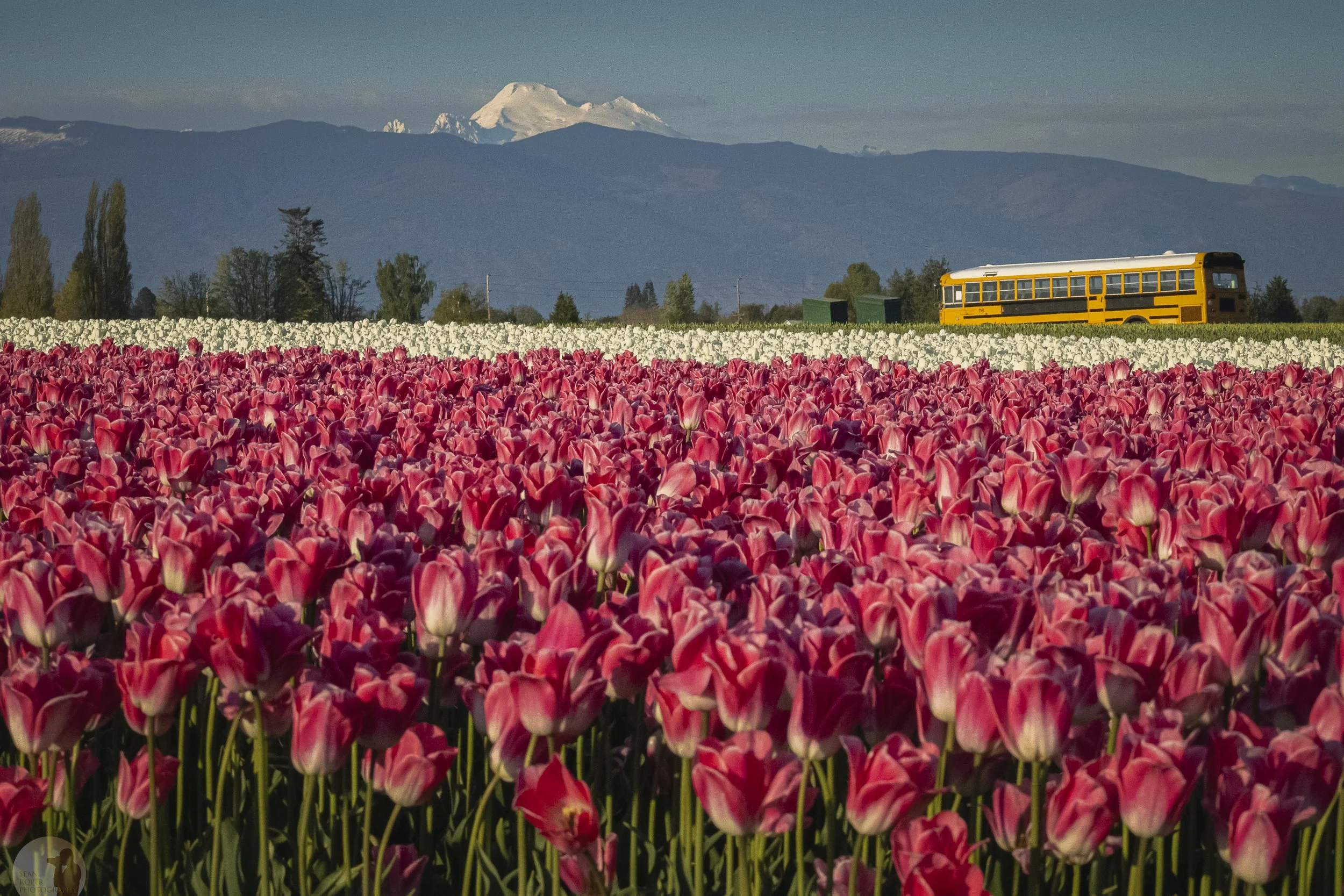 Tulip field and Mount Baker. Skagit Valley, Washington