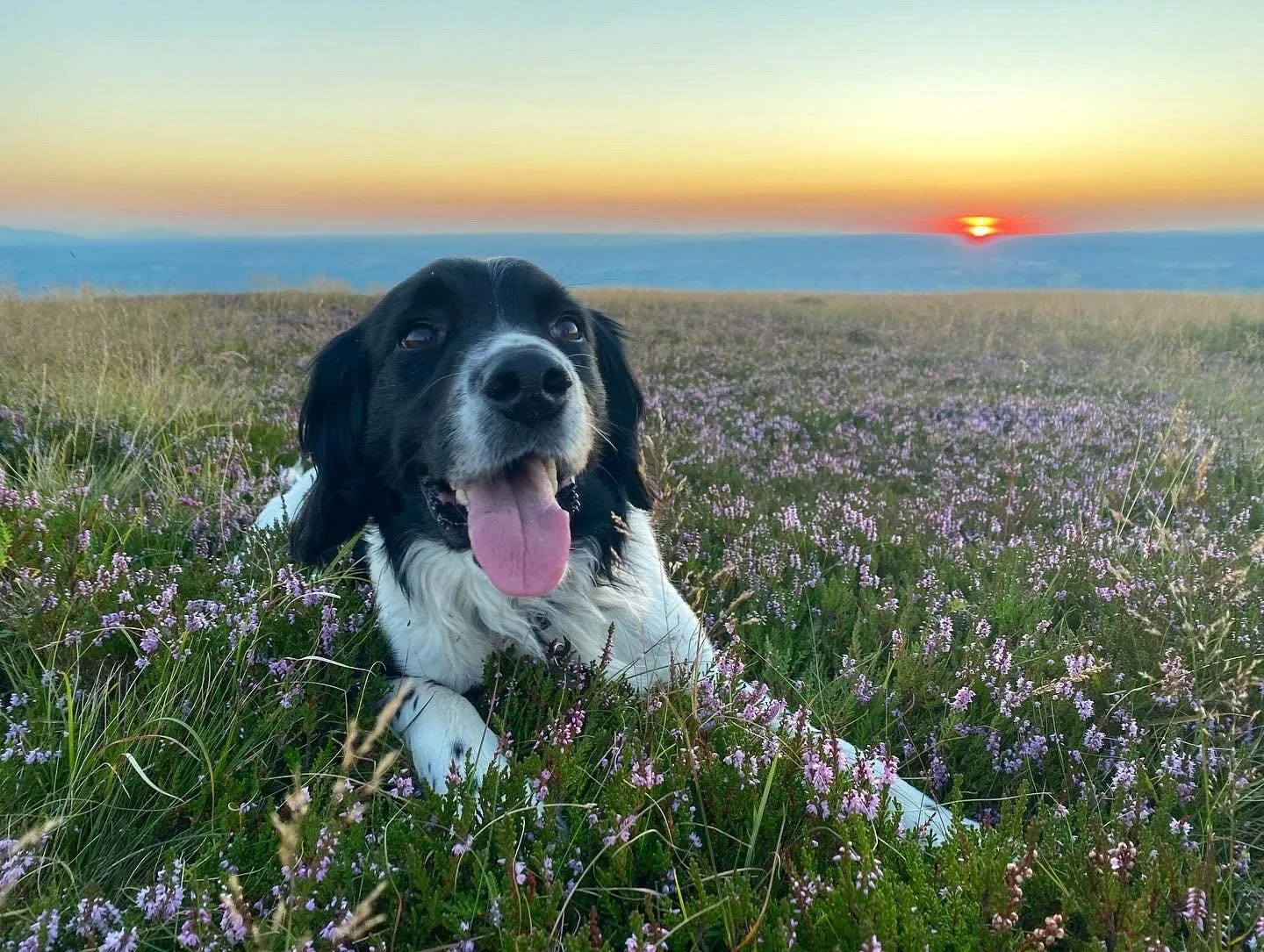 Joey august mt leinster sunset.jpg