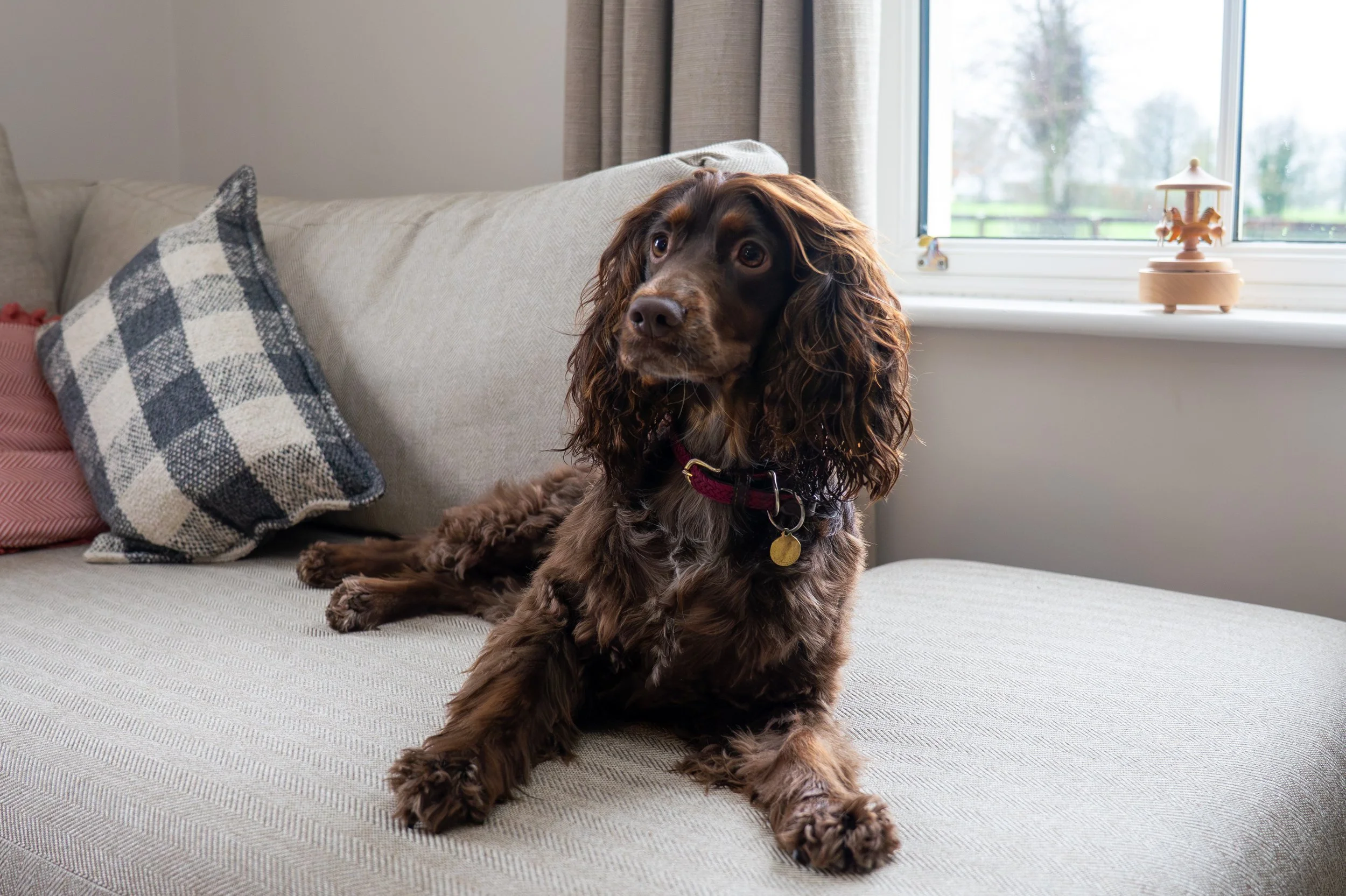 sonny 11 (1 of 1).jpg