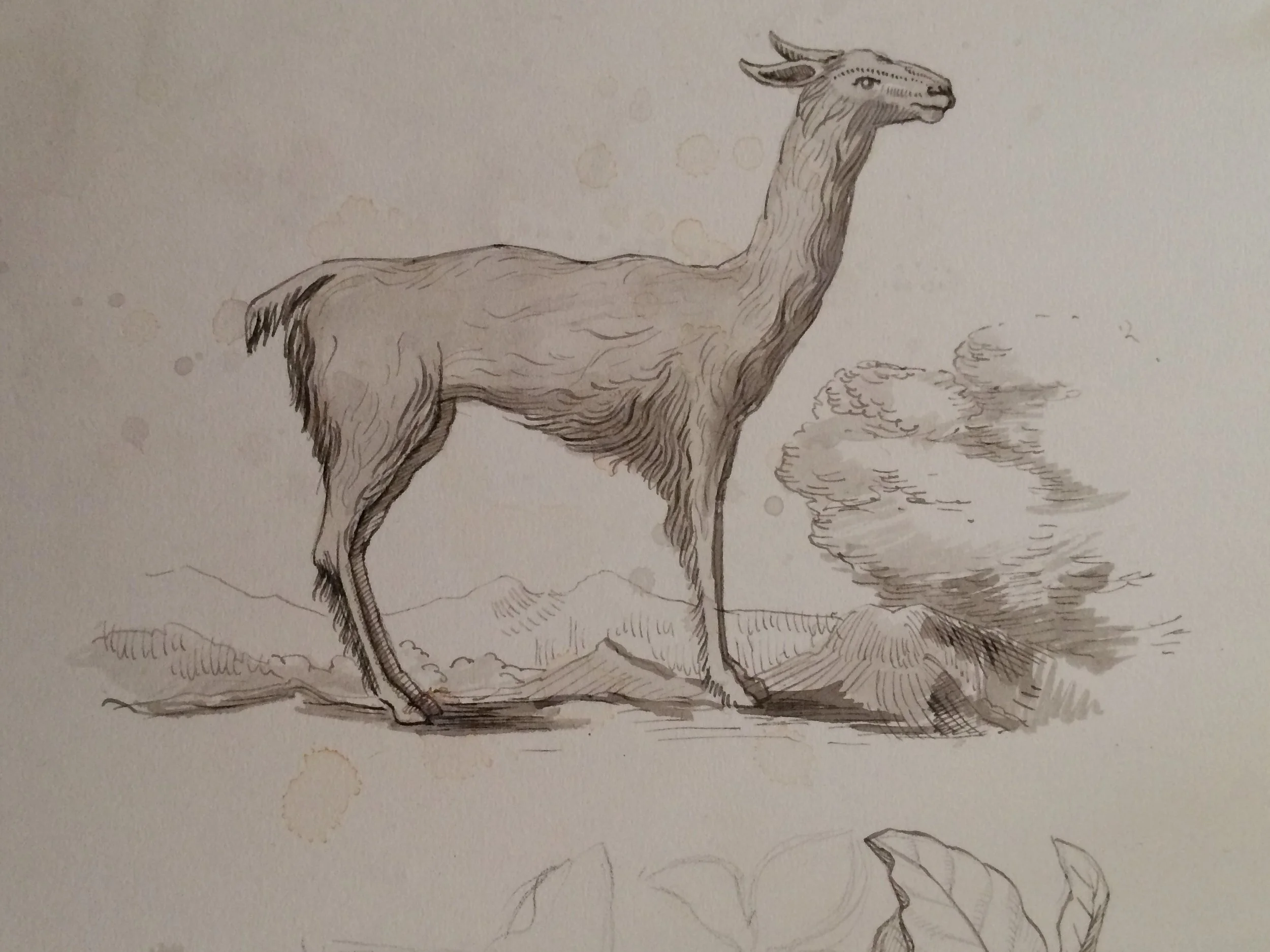 A drawing of a mythical creature with the body of a goat and the head of a dragon, standing on a rocky terrain with mountains and clouds in the background.