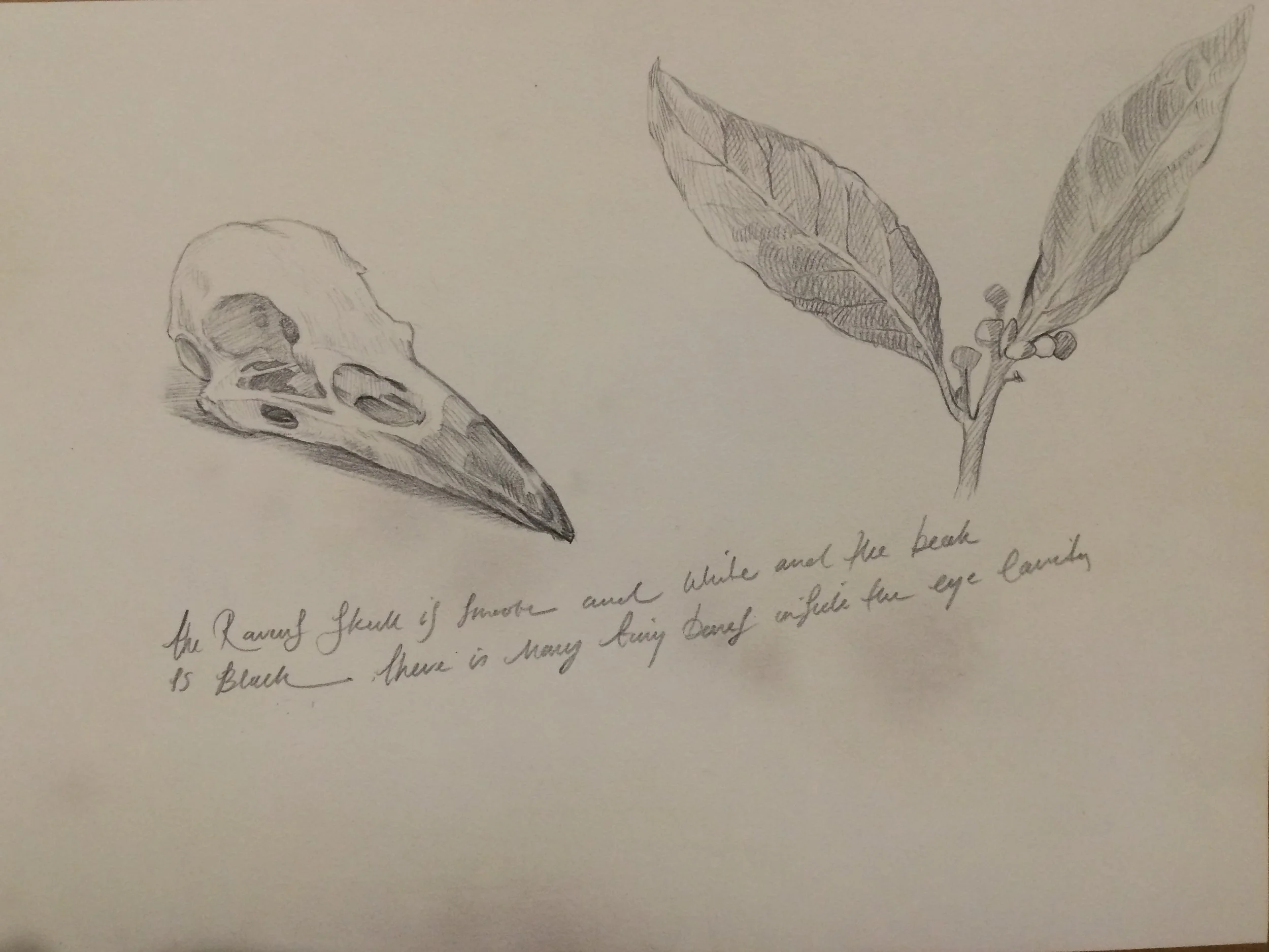 Pencil drawing of a bird skull on the left and a branch with leaves and berries on the right, with handwritten notes underneath.