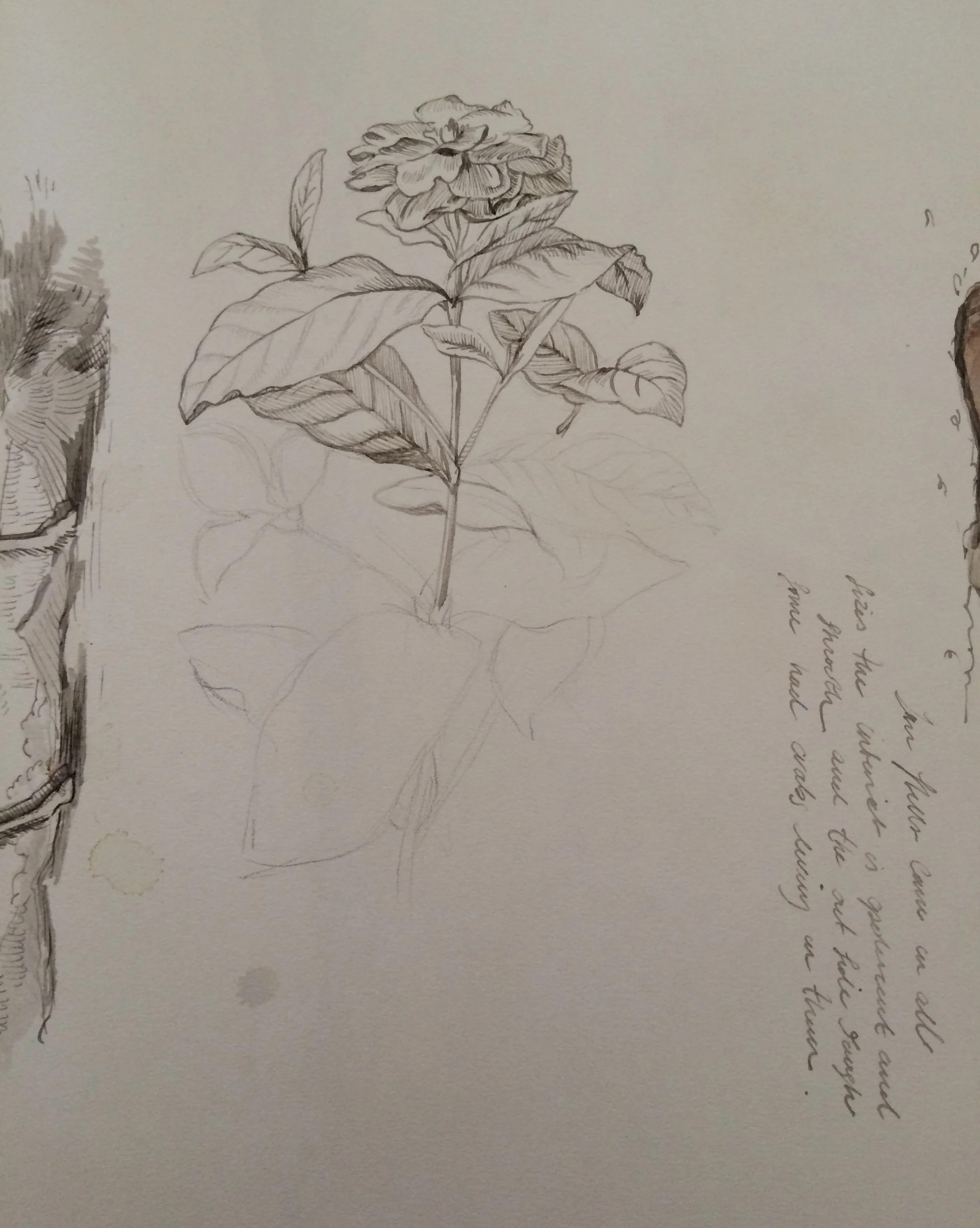 A detailed pencil sketch of a blooming flower with leaves. There is handwritten text next to the drawing.