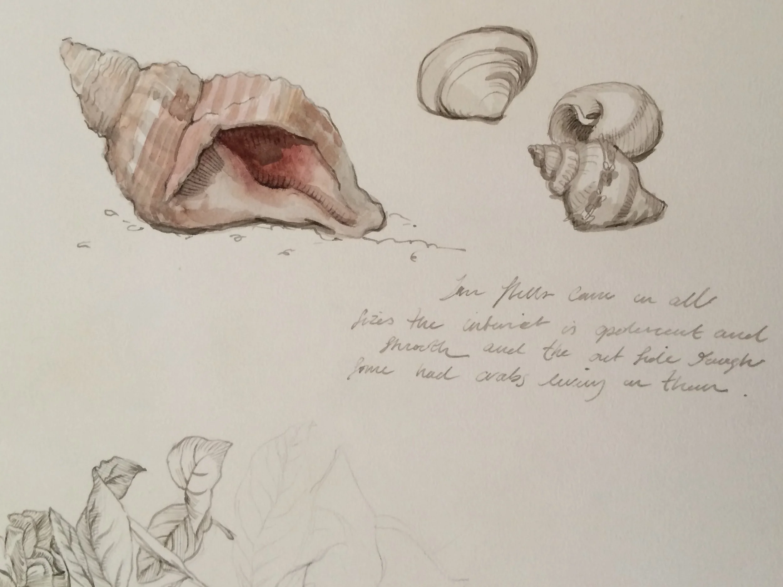 Sketch of three seashells, one on the left side with red and brown coloration and a spiral shape, and two smaller shells on the right side with detailed ridges. Handwritten text is beneath the shells.