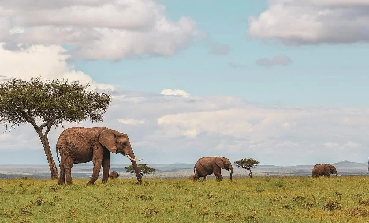 Making my list and checking it twice&hellip;.what&rsquo;s on your vision board for 2026?! 🐘❤️
@wilder_group