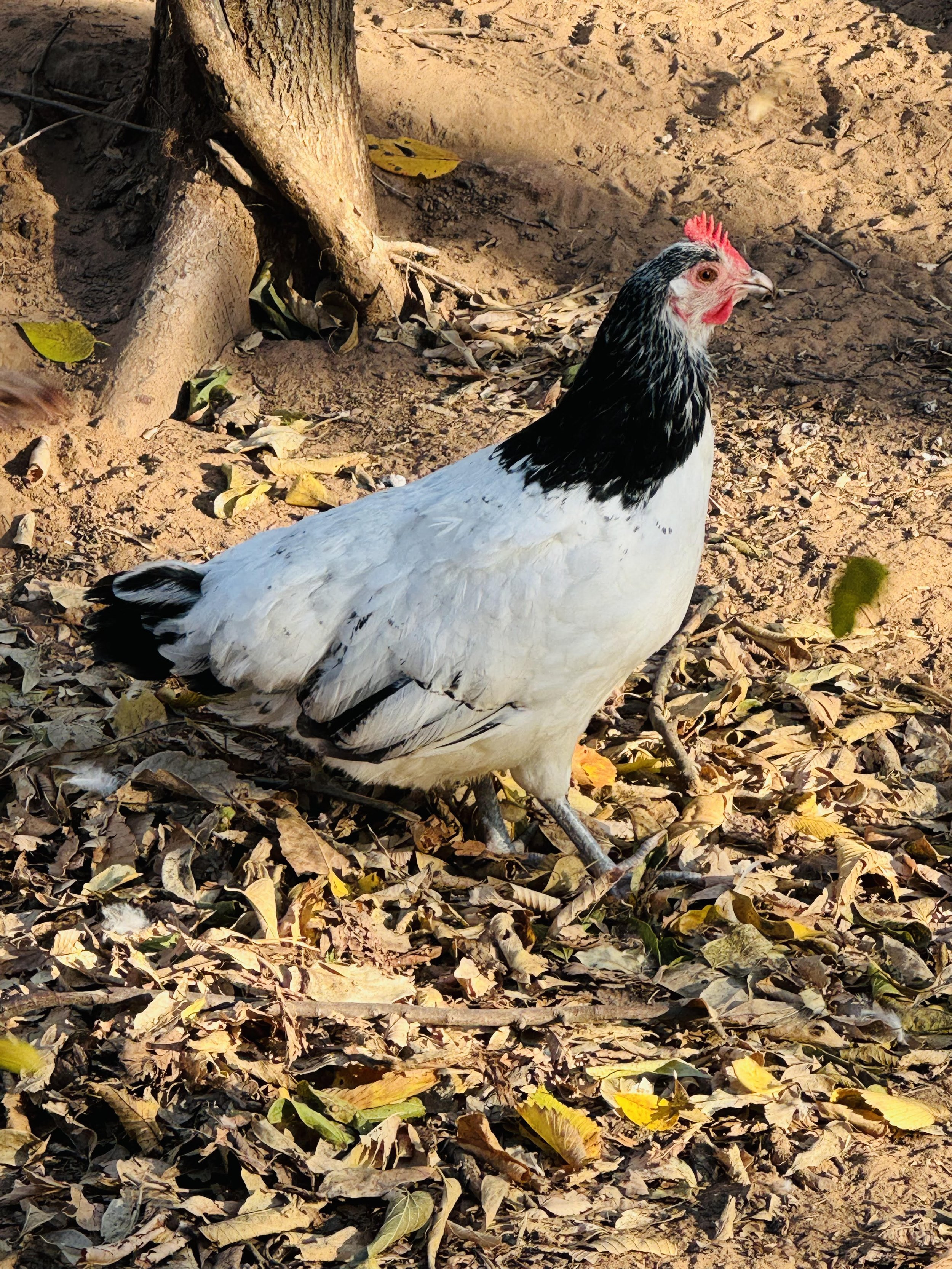 Lakenvelder hens.jpg