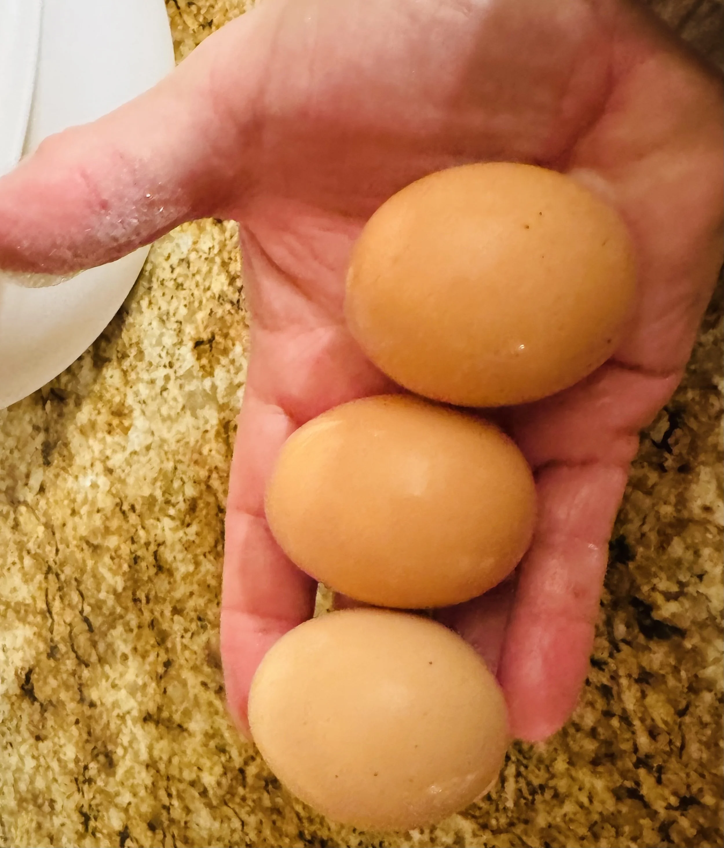 Eggs -- Farm Fresh, Open Range
