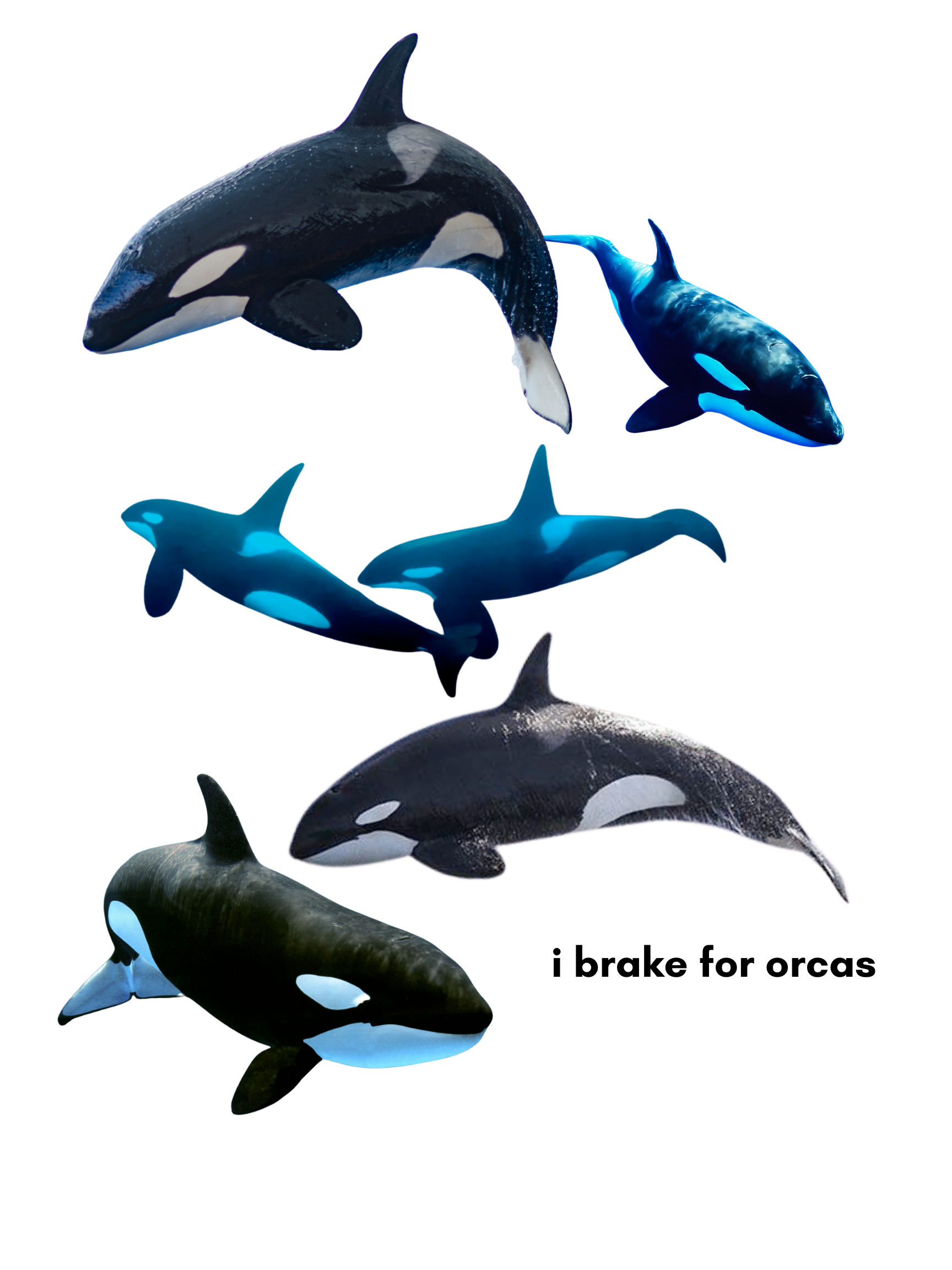 Because orcas are my favorite animal, I wanted to create a design I could one day print on a shirt. I tend to wear a lot of black and blue, so I stuck with images featuring those colors. Designed in Canva.