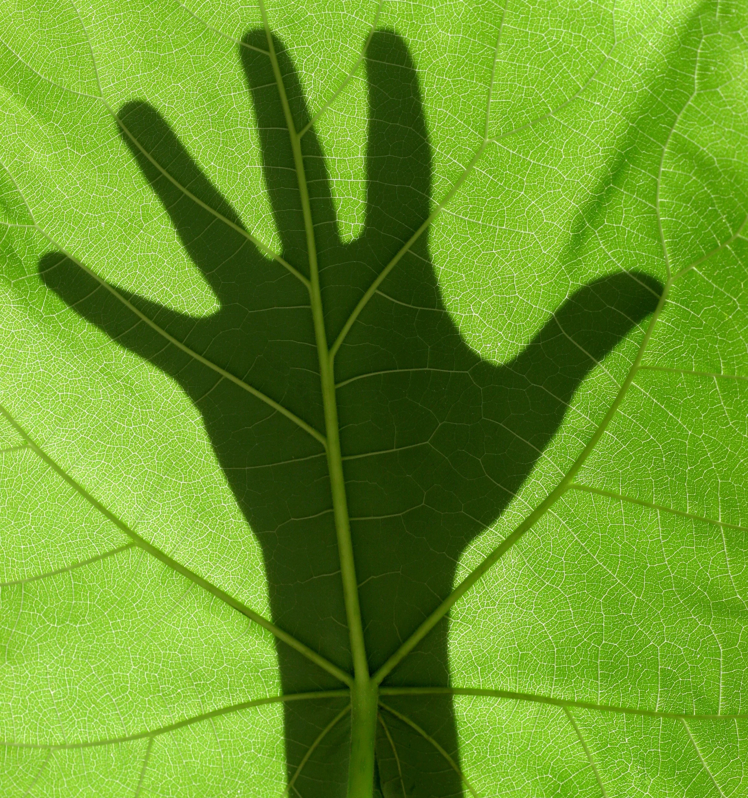 Could existing drugs stop autoimmune organ scarring?