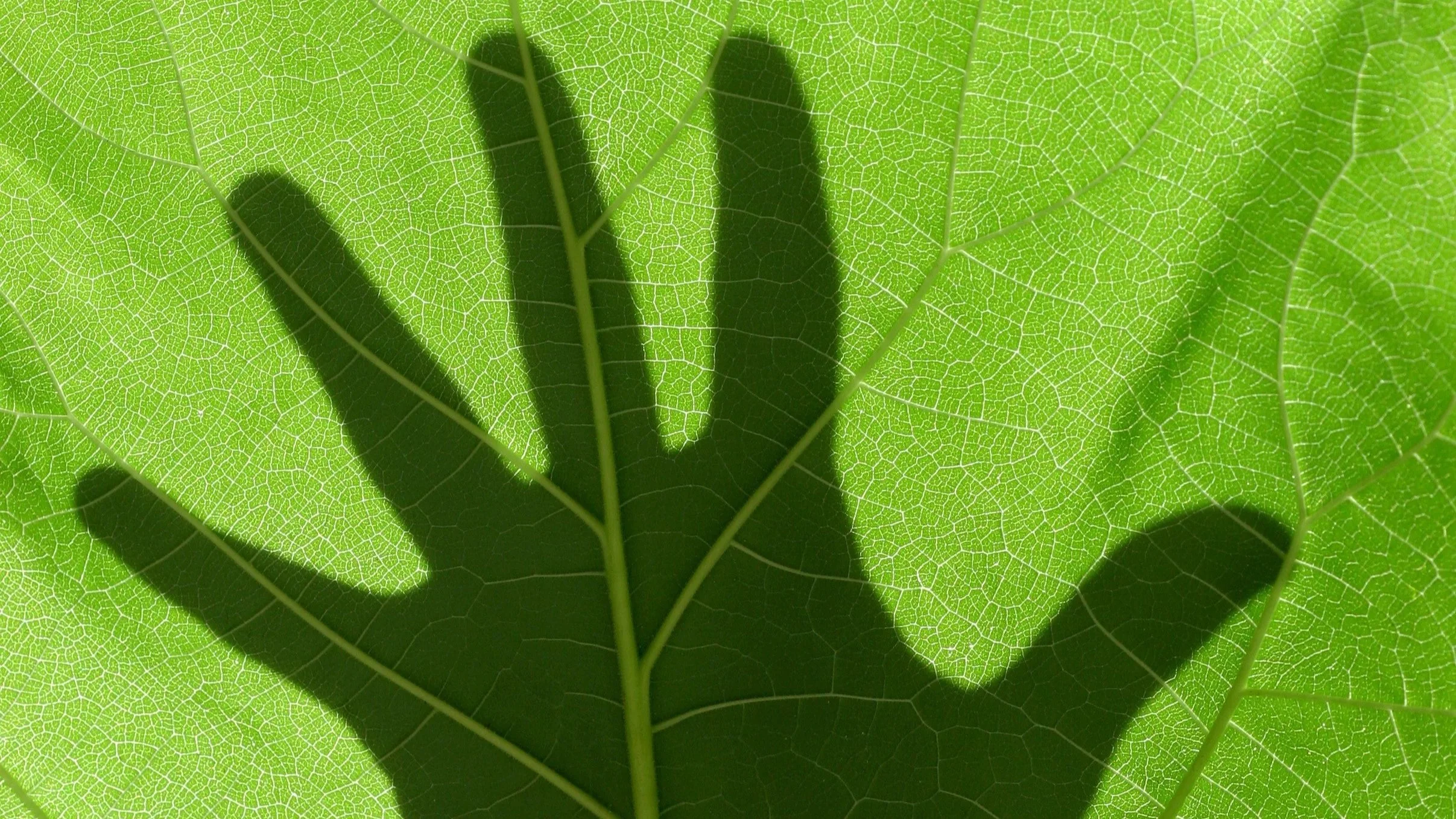 Could Existing Drugs Stop Autoimmune Organ Scarring?