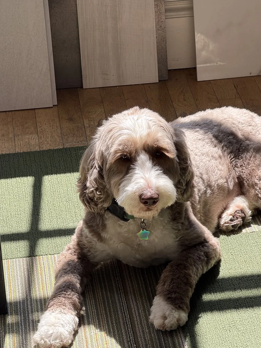 Fluffy brown-and-white dog lying in a patch of sunlight on a green rug beside wood flooring
